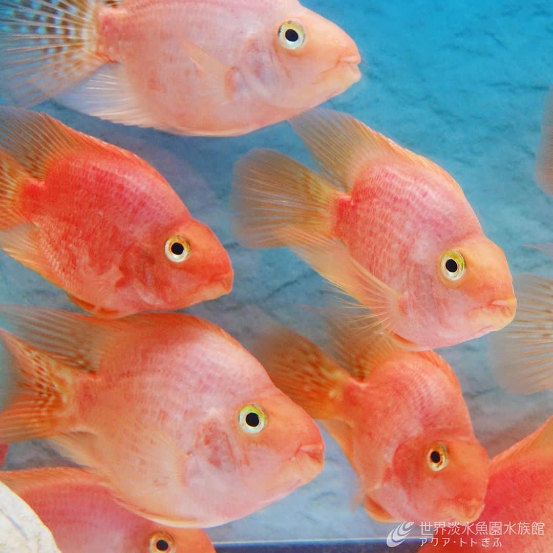 世界淡水魚園水族館 アクア・トト ぎふのインスタグラム：「テーマ水槽『サクラサク！桜色のおさかなたち』を開催中！  桜の花びらのようなおさかなたちが、桜舞う水槽を泳ぎます。  #アクアトト #水族館 #aquarium #桜 #オアシスパーク #河川環境楽園」