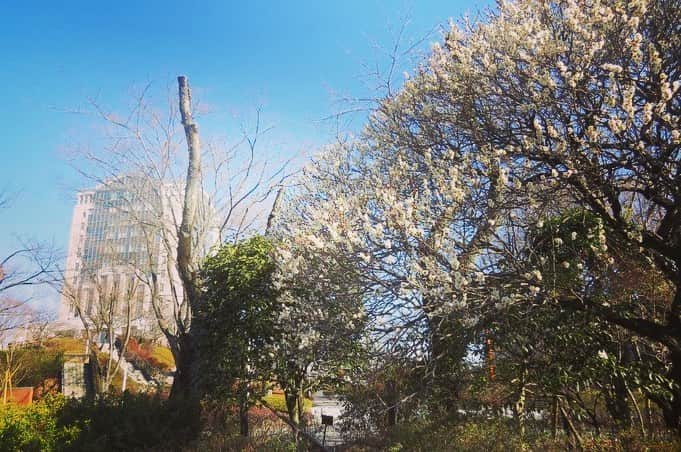 Soka Universityさんのインスタグラム写真 - (Soka UniversityInstagram)「Campus Seasonal Photos Feb. ② 丹木の歳時記　如月(二) ⑴ Central Tower・本部棟 ⑵ Pheasant’s eye・福寿草(フクジュソウ) ⑶ Eranthis pinnatifida・節分草(セツブンソウ) ⑷ A Japanese andromeda・馬酔木(アセビ) ⑸ Dandelion・蒲公英(タンポポ) ⑹ Japanese allspice・蝋梅(ロウバイ) ⑺ Persian speedwell・オオイヌノフグリ ⑻ Japanese witch-hazel・満作(マンサク) ⑼ White plum blossoms・白梅(ハクバイ) ⑽ Camellia・椿(ツバキ) #discoversoka #sodaigram #sokauniversity #sodaipictures #創価大学 #hachioji #八王子 #tokyo #東京 #students #学生 #campus #キャンパス #university #大学 #global #グローバル #fourseasons #四季 #february #2月 #如月 #pictures #写真 #environment #環境 #nature #自然」4月4日 9時53分 - sokauniversity