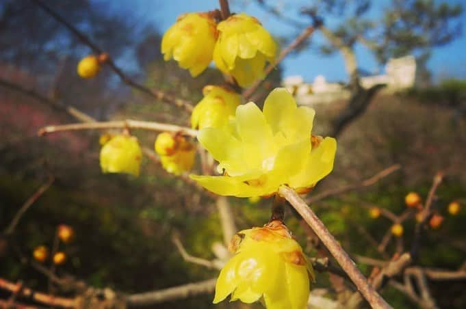 Soka Universityさんのインスタグラム写真 - (Soka UniversityInstagram)「Campus Seasonal Photos Feb. ② 丹木の歳時記　如月(二) ⑴ Central Tower・本部棟 ⑵ Pheasant’s eye・福寿草(フクジュソウ) ⑶ Eranthis pinnatifida・節分草(セツブンソウ) ⑷ A Japanese andromeda・馬酔木(アセビ) ⑸ Dandelion・蒲公英(タンポポ) ⑹ Japanese allspice・蝋梅(ロウバイ) ⑺ Persian speedwell・オオイヌノフグリ ⑻ Japanese witch-hazel・満作(マンサク) ⑼ White plum blossoms・白梅(ハクバイ) ⑽ Camellia・椿(ツバキ) #discoversoka #sodaigram #sokauniversity #sodaipictures #創価大学 #hachioji #八王子 #tokyo #東京 #students #学生 #campus #キャンパス #university #大学 #global #グローバル #fourseasons #四季 #february #2月 #如月 #pictures #写真 #environment #環境 #nature #自然」4月4日 9時53分 - sokauniversity