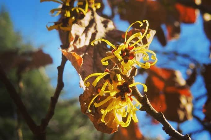 Soka Universityさんのインスタグラム写真 - (Soka UniversityInstagram)「Campus Seasonal Photos Feb. ② 丹木の歳時記　如月(二) ⑴ Central Tower・本部棟 ⑵ Pheasant’s eye・福寿草(フクジュソウ) ⑶ Eranthis pinnatifida・節分草(セツブンソウ) ⑷ A Japanese andromeda・馬酔木(アセビ) ⑸ Dandelion・蒲公英(タンポポ) ⑹ Japanese allspice・蝋梅(ロウバイ) ⑺ Persian speedwell・オオイヌノフグリ ⑻ Japanese witch-hazel・満作(マンサク) ⑼ White plum blossoms・白梅(ハクバイ) ⑽ Camellia・椿(ツバキ) #discoversoka #sodaigram #sokauniversity #sodaipictures #創価大学 #hachioji #八王子 #tokyo #東京 #students #学生 #campus #キャンパス #university #大学 #global #グローバル #fourseasons #四季 #february #2月 #如月 #pictures #写真 #environment #環境 #nature #自然」4月4日 9時53分 - sokauniversity