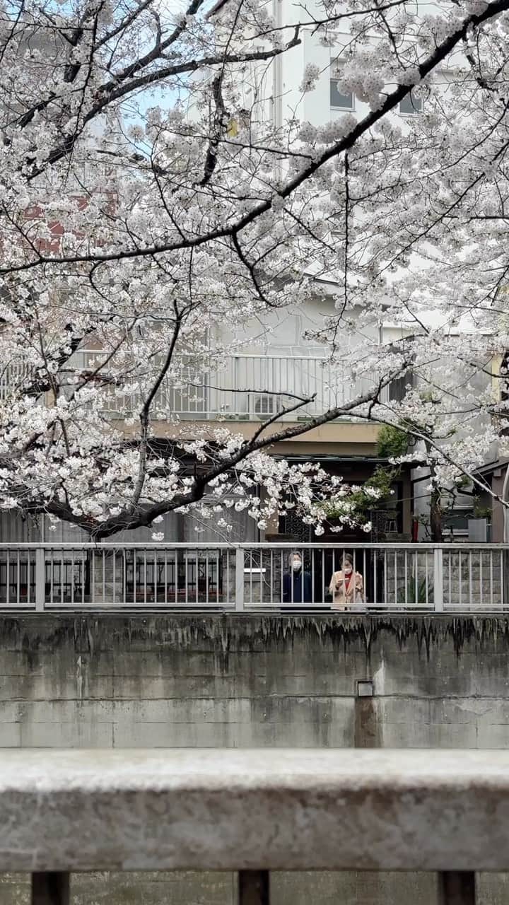Joshのインスタグラム：「// a few moments around Kanda River during cherry blossoms. It has been a good year for the flowers. . . . #japan #japaneseculture #portraitgasm #portraitmood #portraitsociety #makeportraits #sonyportraits #under10kportraits #portraitmovement #ポトレ #ポトレのセカイ #ポトレモデル #美女 #visitjapan #visitjapanjp #visitjapanau #explorejapan #exploretokyo #discoverjapan #discovertokyo #matcha_jp」