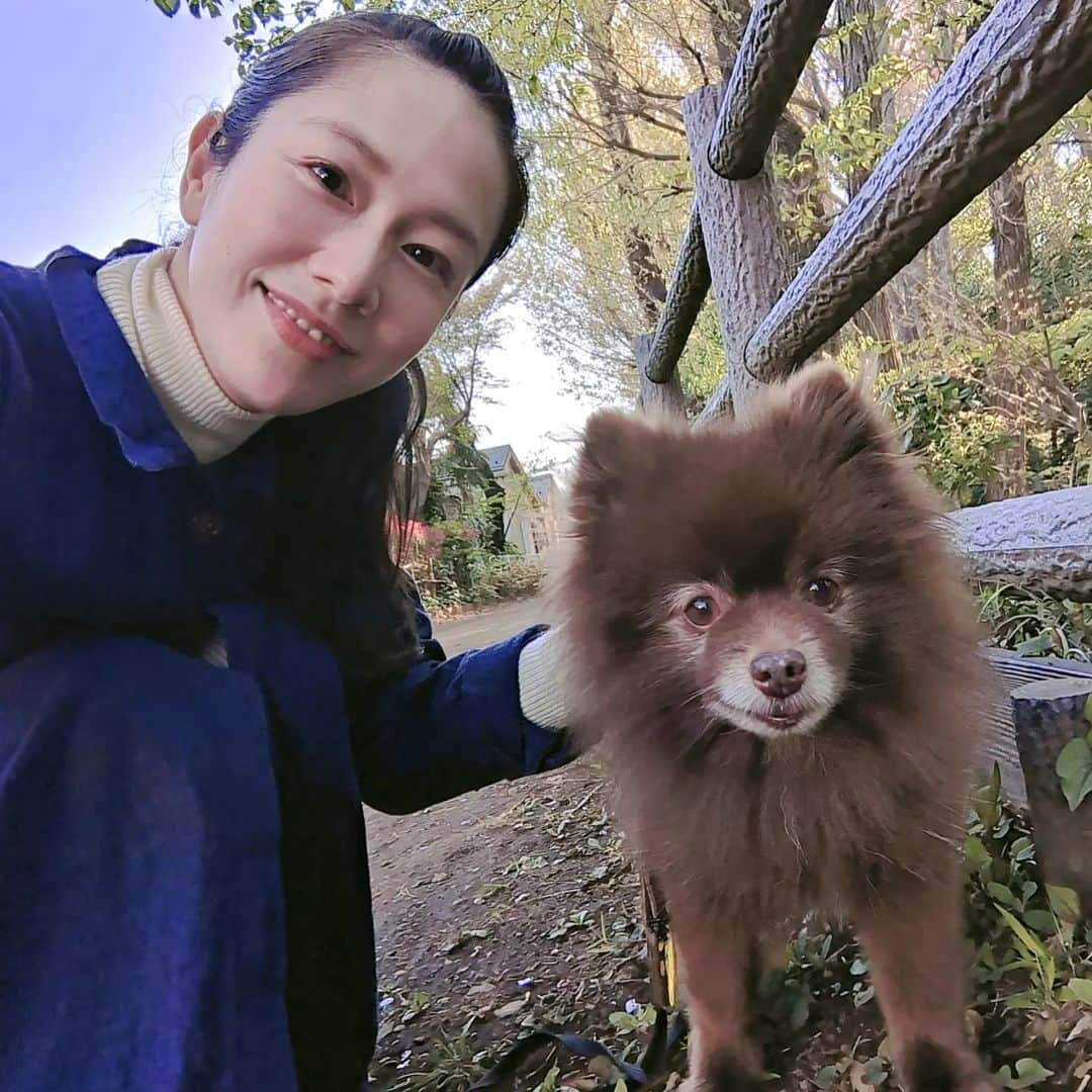 吉村美樹のインスタグラム：「ぜんちゃんは、今日も元気ですUo･ｪ･oU♡１１歳７ヶ月、食欲にむらがあったりはしますが今も動きは子犬のようにわちゃわちゃ（笑）歩くペースは少しゆっくりになりました👣これからもぜんちゃんのペースで、楽しくマイペースに生きてね☺ #ポメラニアン #ポメラニアン #禅寺丸 #茶ポメ #チョコポメ #チョコポメ #🍫 #🐻 #11歳」