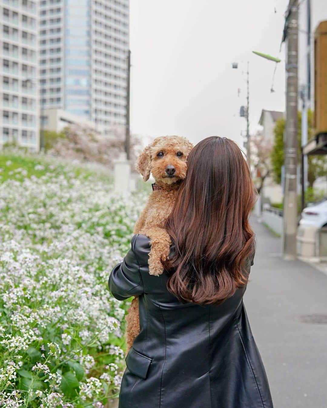 大柳麻友さんのインスタグラム写真 - (大柳麻友Instagram)「⁡ ⁡ おはよう〜🌸 4月に入って皆いかがお過ごしですか🫶 ⁡ 愛犬のモコは今年で16歳🐶 想い出を残したいなと思って 家族写真を沢山撮ってきたよ(*˘˘*).｡.:* ⁡ @akira.photographer  いつもありがとうございます🫶 ⁡ ⁡ ⁡ #gm #spring #dog #instagood」4月4日 10時02分 - mayu_oyanagi