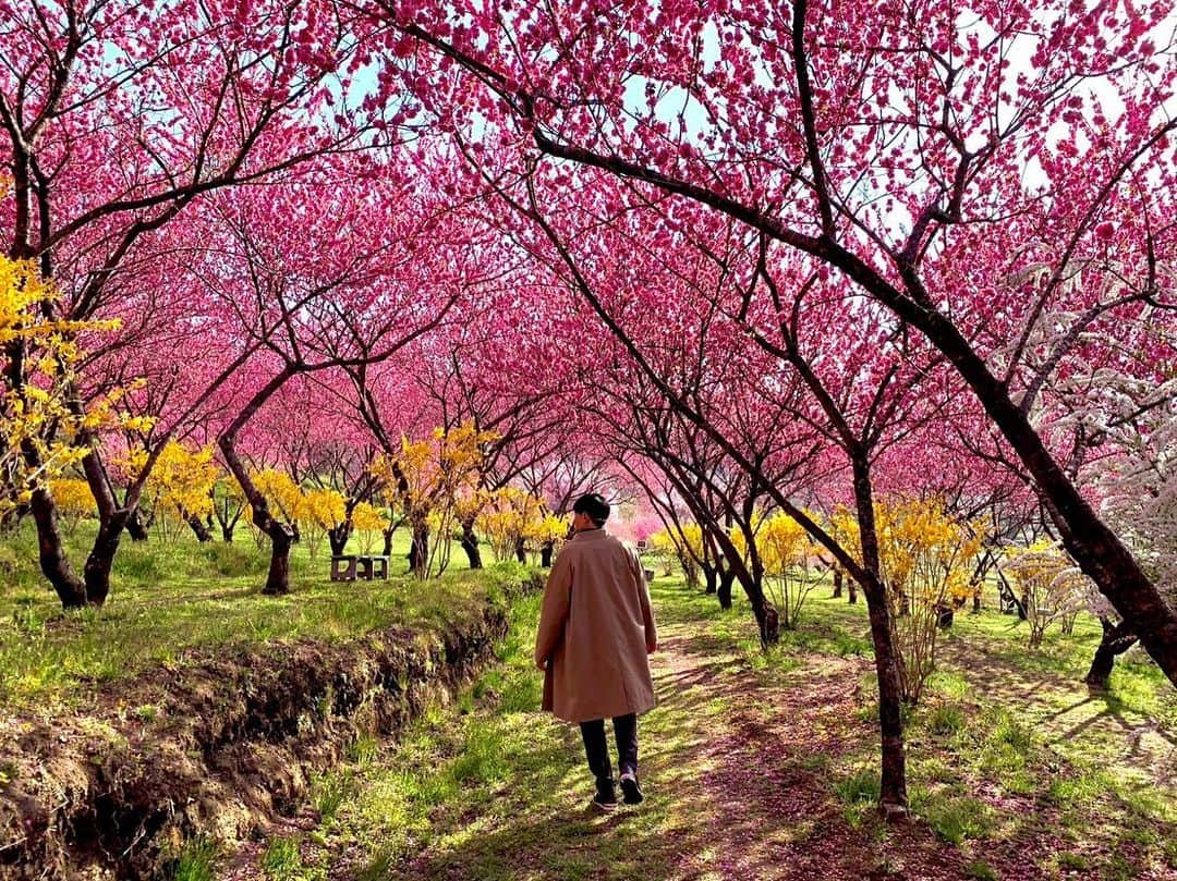 依田司さんのインスタグラム写真 - (依田司Instagram)「4月4日（火） 群馬県中之条町にある『中之条ガーデンズ』から。 桜と同じくコチラで人気があるのが…濃いピンク色の花桃です。およそ１０００本が咲き誇り、丘一面に美しい桃色が広がります。息を呑む美しさは、まるで桃源郷。 例年、花桃は４月上旬、桜は中旬に咲くため、一緒に見られない年が多いそうですが、今年は両方一度に見ることができる貴重な年となりました。 花桃のトンネルには、黄色のレンギョウや白色のユキヤナギも咲いていて、コントラストが本当に素敵です。 さらに、週末にはキッチンカーも出店され、ハンバーガーやクレープを食べながらお花見を楽しむことができます。  #中之条ガーデンズ #Righton #ライトオン #依田さん #依田司 #お天気検定 #テレビ朝日 #グッドモーニング #サタデーステーション #気象予報士 #お天気キャスター #森林インストラクター #グリーンセイバーアドバンス #プロジェクトワイルド #IPCC伝導者 #japan #japantrip #japantravel #unknownjapan #japanAdvenそture #japanlife #lifeinjapan #instagramjapan #instajapan #療癒 #ilovejapan #weather #weathercaster #weatherforecast」4月4日 10時36分 - tsukasa_yoda