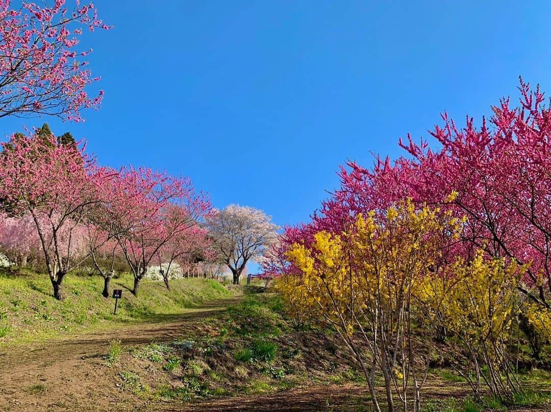 依田司さんのインスタグラム写真 - (依田司Instagram)「4月4日（火） 群馬県中之条町にある『中之条ガーデンズ』から。 桜と同じくコチラで人気があるのが…濃いピンク色の花桃です。およそ１０００本が咲き誇り、丘一面に美しい桃色が広がります。息を呑む美しさは、まるで桃源郷。 例年、花桃は４月上旬、桜は中旬に咲くため、一緒に見られない年が多いそうですが、今年は両方一度に見ることができる貴重な年となりました。 花桃のトンネルには、黄色のレンギョウや白色のユキヤナギも咲いていて、コントラストが本当に素敵です。 さらに、週末にはキッチンカーも出店され、ハンバーガーやクレープを食べながらお花見を楽しむことができます。  #中之条ガーデンズ #Righton #ライトオン #依田さん #依田司 #お天気検定 #テレビ朝日 #グッドモーニング #サタデーステーション #気象予報士 #お天気キャスター #森林インストラクター #グリーンセイバーアドバンス #プロジェクトワイルド #IPCC伝導者 #japan #japantrip #japantravel #unknownjapan #japanAdvenそture #japanlife #lifeinjapan #instagramjapan #instajapan #療癒 #ilovejapan #weather #weathercaster #weatherforecast」4月4日 10時36分 - tsukasa_yoda