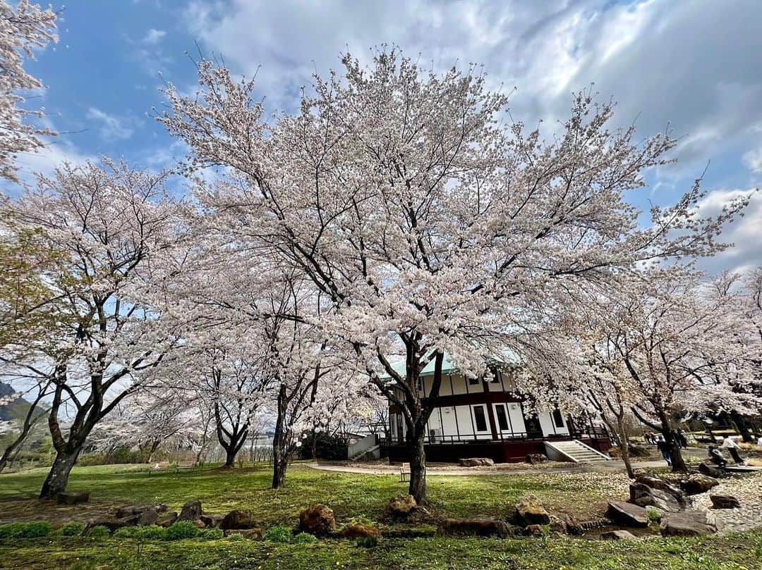 依田司さんのインスタグラム写真 - (依田司Instagram)「4月4日（火） 群馬県中之条町にある『中之条ガーデンズ』から。 桜と同じくコチラで人気があるのが…濃いピンク色の花桃です。およそ１０００本が咲き誇り、丘一面に美しい桃色が広がります。息を呑む美しさは、まるで桃源郷。 例年、花桃は４月上旬、桜は中旬に咲くため、一緒に見られない年が多いそうですが、今年は両方一度に見ることができる貴重な年となりました。 花桃のトンネルには、黄色のレンギョウや白色のユキヤナギも咲いていて、コントラストが本当に素敵です。 さらに、週末にはキッチンカーも出店され、ハンバーガーやクレープを食べながらお花見を楽しむことができます。  #中之条ガーデンズ #Righton #ライトオン #依田さん #依田司 #お天気検定 #テレビ朝日 #グッドモーニング #サタデーステーション #気象予報士 #お天気キャスター #森林インストラクター #グリーンセイバーアドバンス #プロジェクトワイルド #IPCC伝導者 #japan #japantrip #japantravel #unknownjapan #japanAdvenそture #japanlife #lifeinjapan #instagramjapan #instajapan #療癒 #ilovejapan #weather #weathercaster #weatherforecast」4月4日 10時36分 - tsukasa_yoda
