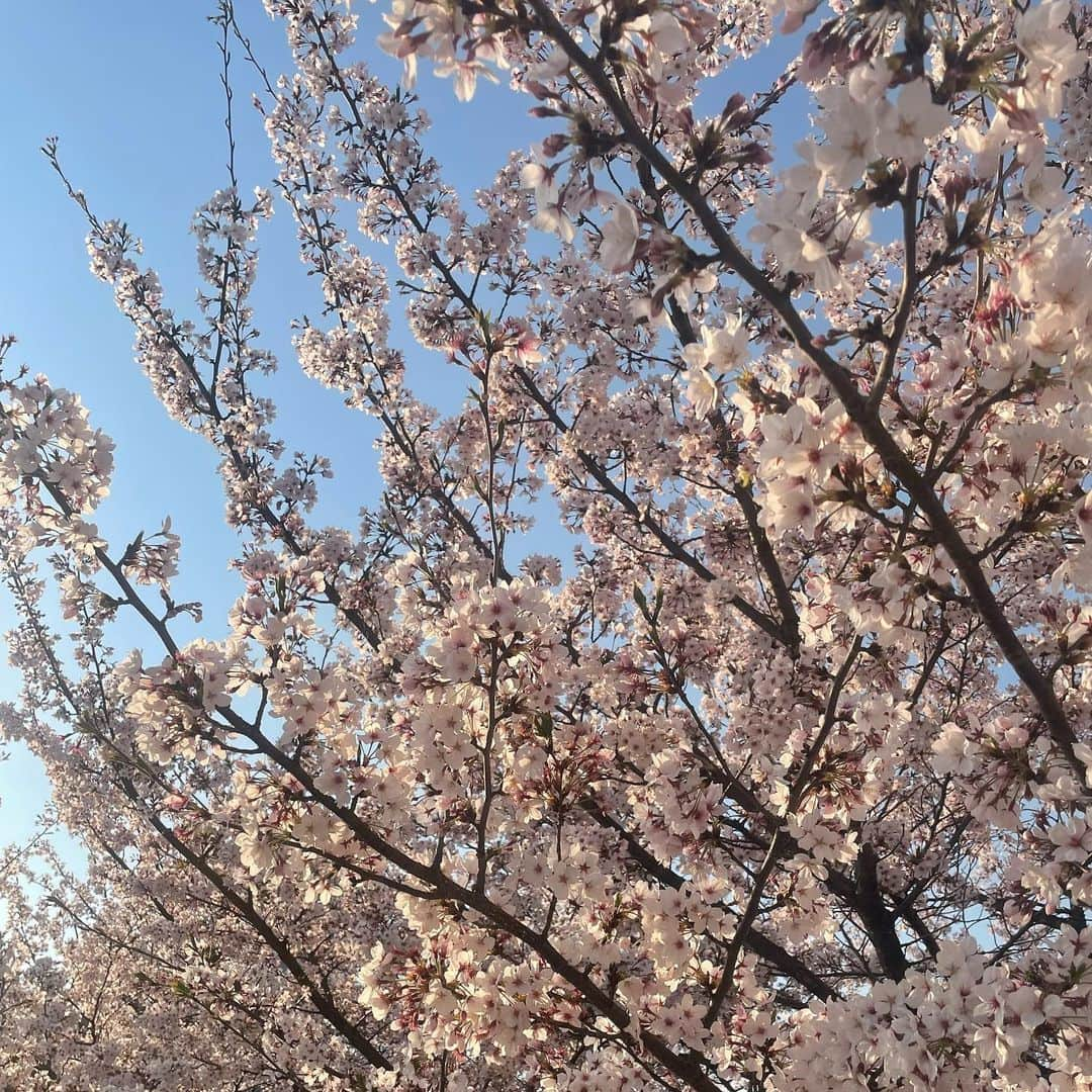 山崎亜美瑠さんのインスタグラム写真 - (山崎亜美瑠Instagram)「diary.」4月4日 10時43分 - amiru__7