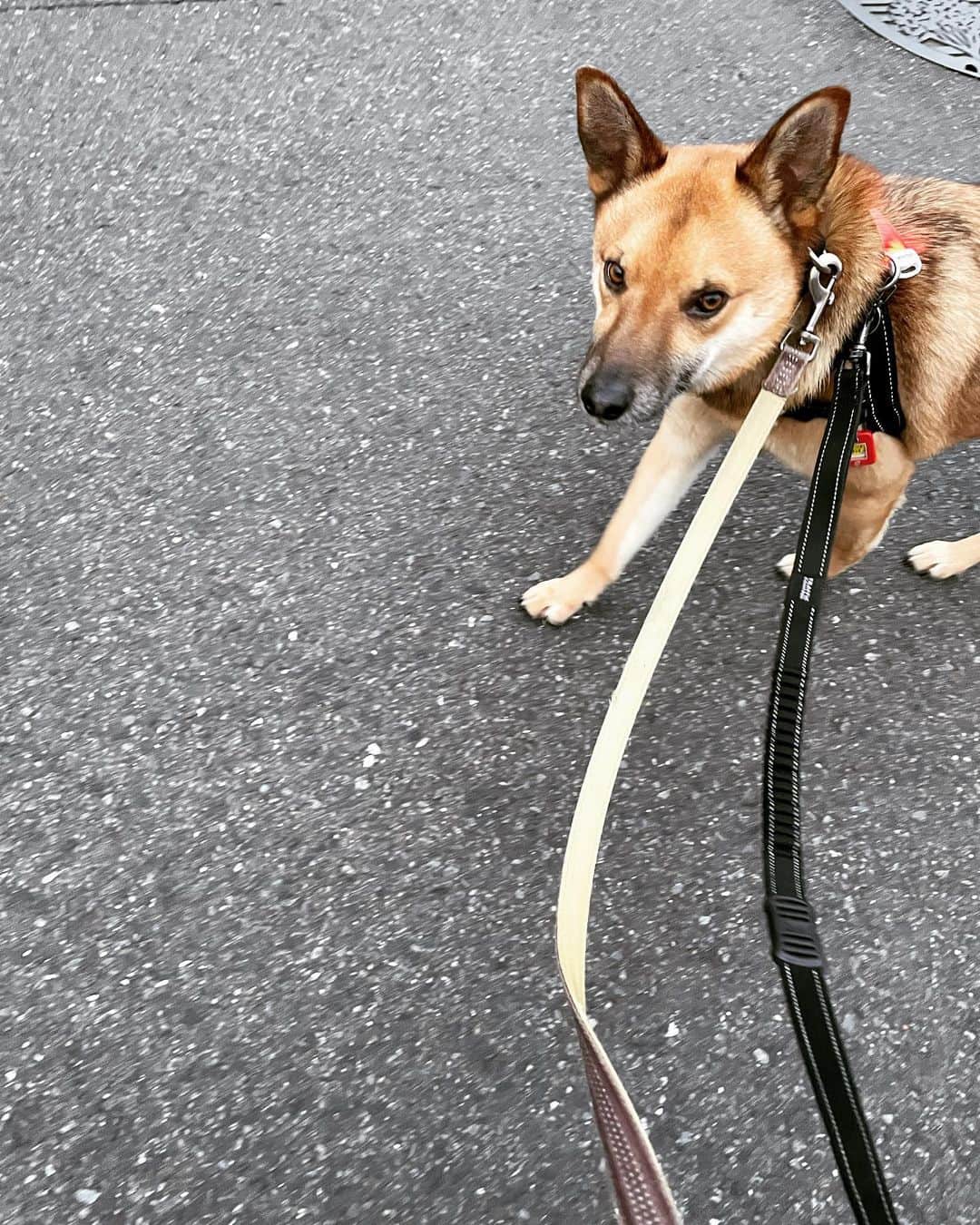 佐々木海のインスタグラム：「アンバーはこの道通ると必ずめちゃくちゃ私のこと見ながら歩くんやけど、なんでやろ🤔  #犬 #イヌ #イヌスタグラム #いぬすたぐらむ #犬バカ部 #いぬばか部 #ふわもこ部 #いぬら部 #犬のいる暮らし #保護犬 #元野犬 #雑種 #雑種犬 #ビビり犬 #里親 #保護犬を家族に #保護犬を飼おう #殺処分ゼロ #dogstagram #rescuedog #rescueddog」
