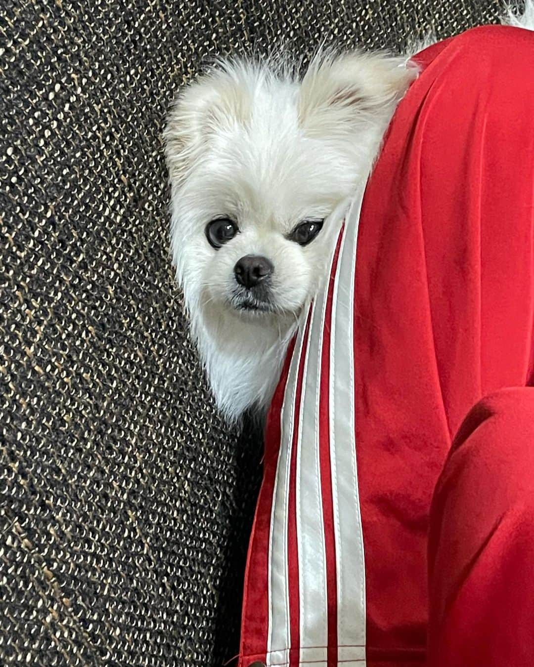 つるのインスタグラム：「スキマスキスギ  #ごま#ポメペキ#ポメラニアン#ペキニーズ#ミックス犬#犬のいる暮らし#goma#dog#dogstagram#doglover#pekingese#pomeranian」