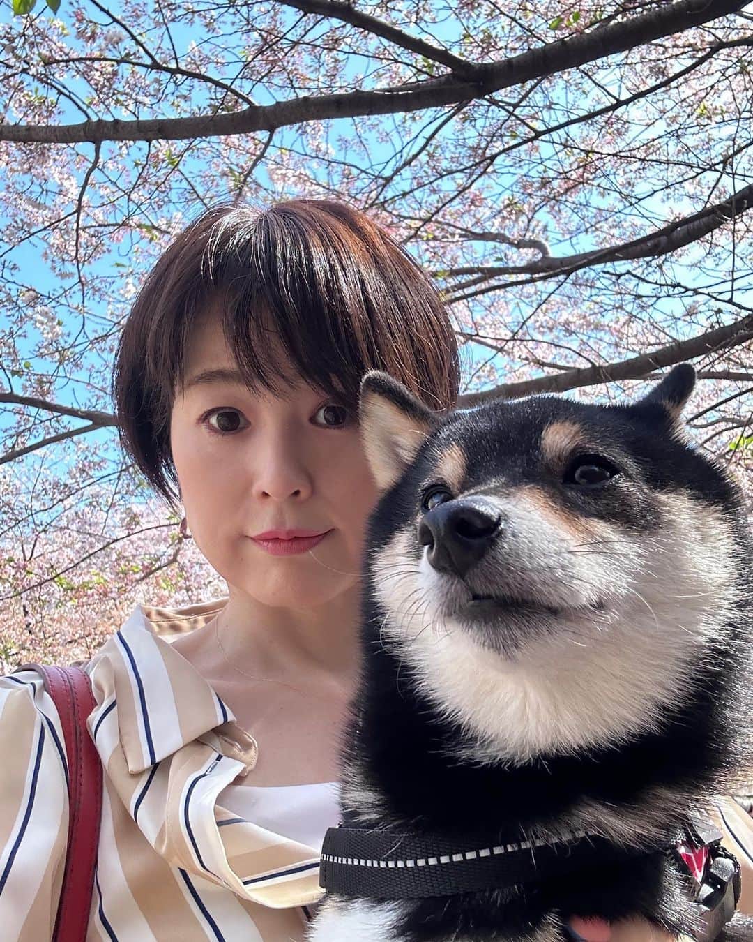 岩瀬玲のインスタグラム：「桜まだ残ってるとこと 結構散ったとこと 近い距離でも結構違うね  サブのシャンプーついでに サブと桜と撮ったら なんかサブと私表情がリンクしたような😂😂  #どんどん短くなる髪  #お花見 #桜」