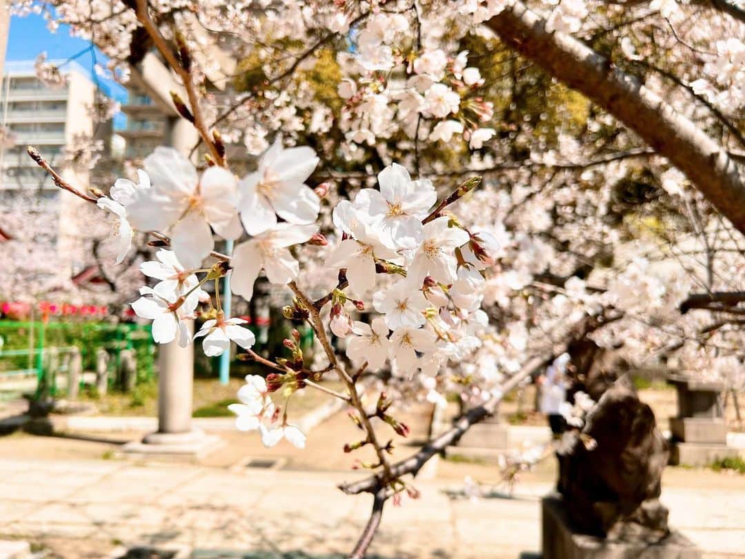 榊原みゆくさんのインスタグラム写真 - (榊原みゆくInstagram)「【🌸】 今年は開花が早い早い。 すでに、お花見も何回かして、今年も満足🌸  この季節から、ピクニック欲がフツフツと😂  今年もピクニックマスターになるべく、これは持ってたらオススメってものがあれば教えて😇  #picnic #picnicparty #picnicday #cherryblossom #japan #japantravel #sunnyday #followforfollowback #桜 #桜ピクニック #ピクニック」4月4日 11時40分 - miyukuscarab