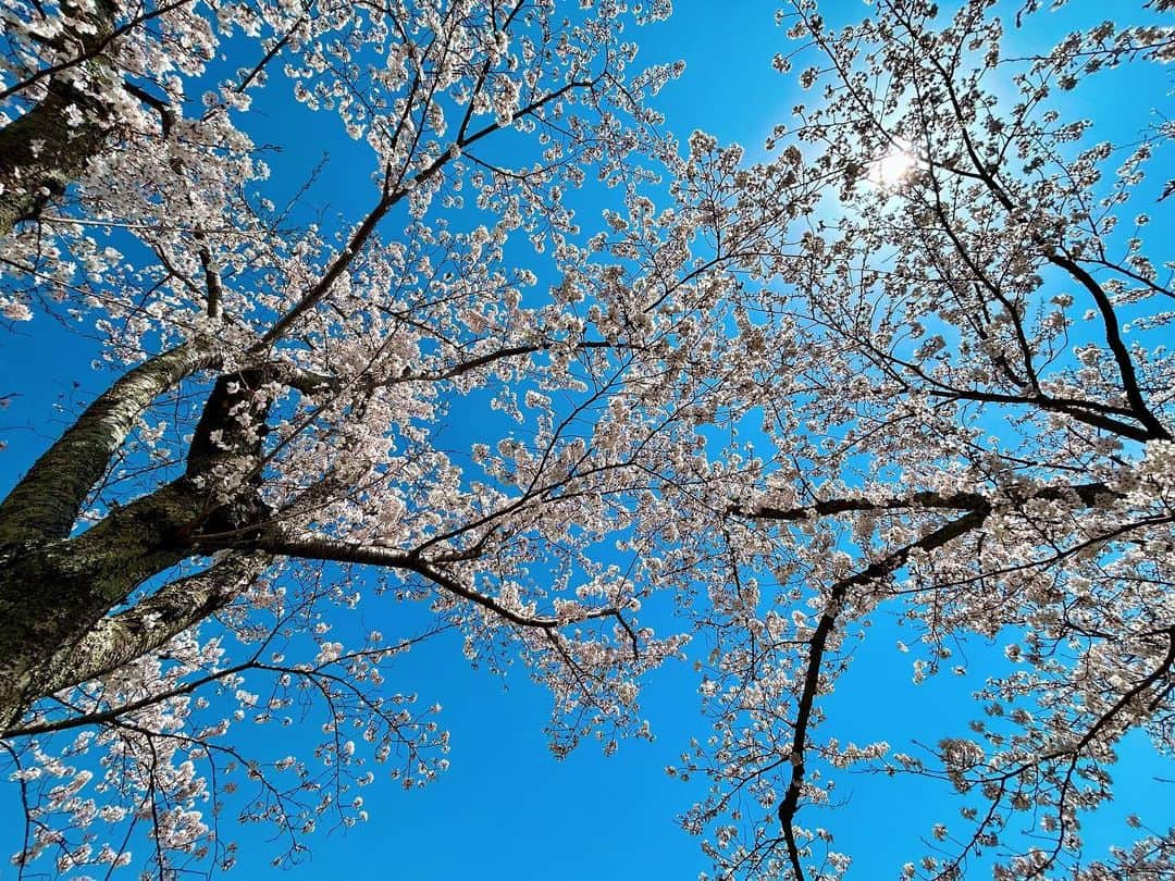 榊原みゆくのインスタグラム：「【🌸】 今年は開花が早い早い。 すでに、お花見も何回かして、今年も満足🌸  この季節から、ピクニック欲がフツフツと😂  今年もピクニックマスターになるべく、これは持ってたらオススメってものがあれば教えて😇  #picnic #picnicparty #picnicday #cherryblossom #japan #japantravel #sunnyday #followforfollowback #桜 #桜ピクニック #ピクニック」