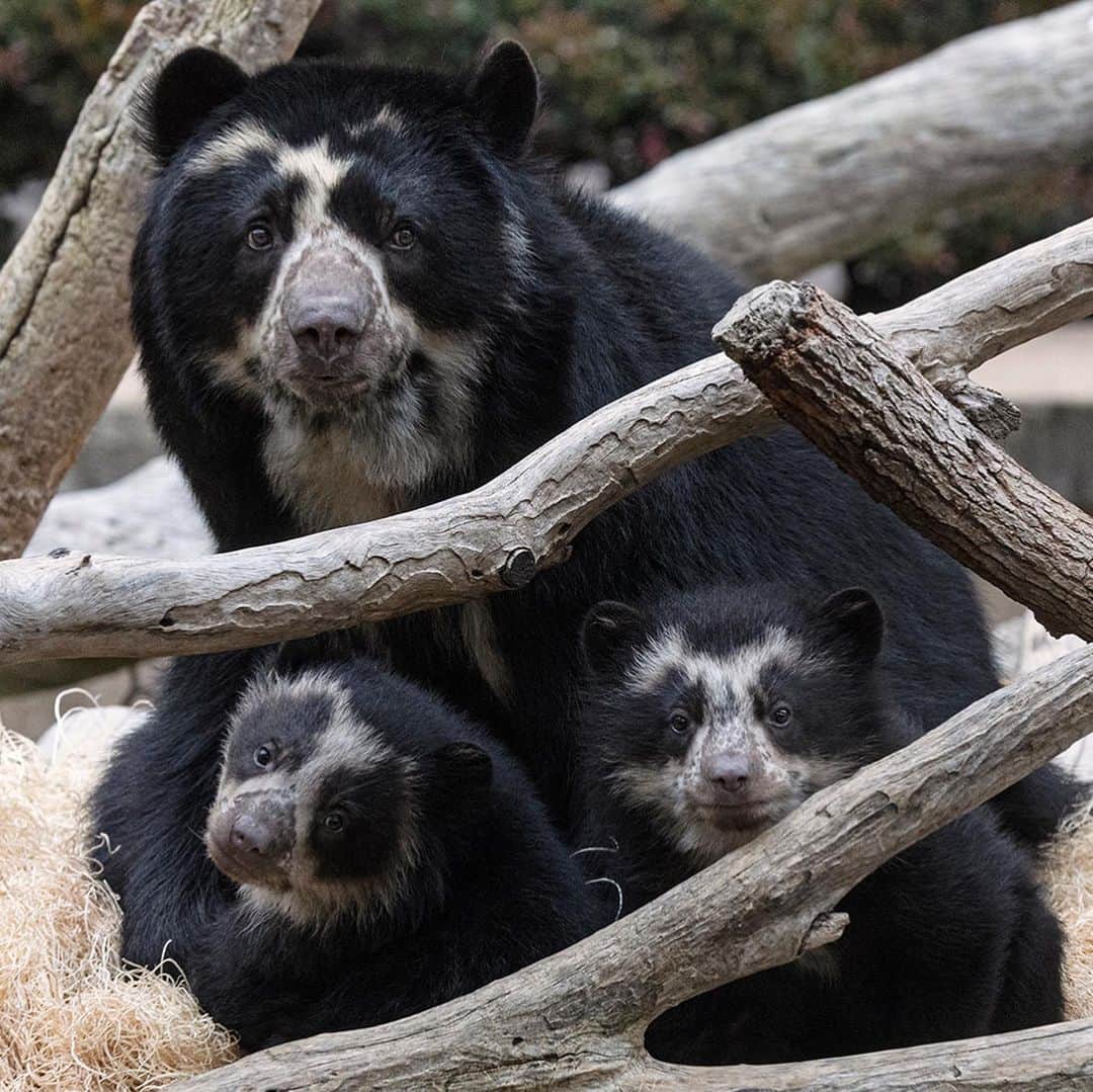 San Diego Zooさんのインスタグラム写真 - (San Diego ZooInstagram)「Cub-date: meet Ransisku (RHAN-sis-COO), the Quechua form of "Francis," and Suyana (Sue-YANA), which means "hope."  Andean bears are also known as spectacled bears for the rings of white or light fur around its eyes, which can look like eyeglasses or spectacles. 🤓  Male cub, Ransisku, can be identified for his fully spectacled face and the perfect rings of light fur circling his eyes.  Suyana, the female cub, can be recognized for the deep, "V" pattern on her forehead and bold, black spectacles.」4月5日 4時00分 - sandiegozoo
