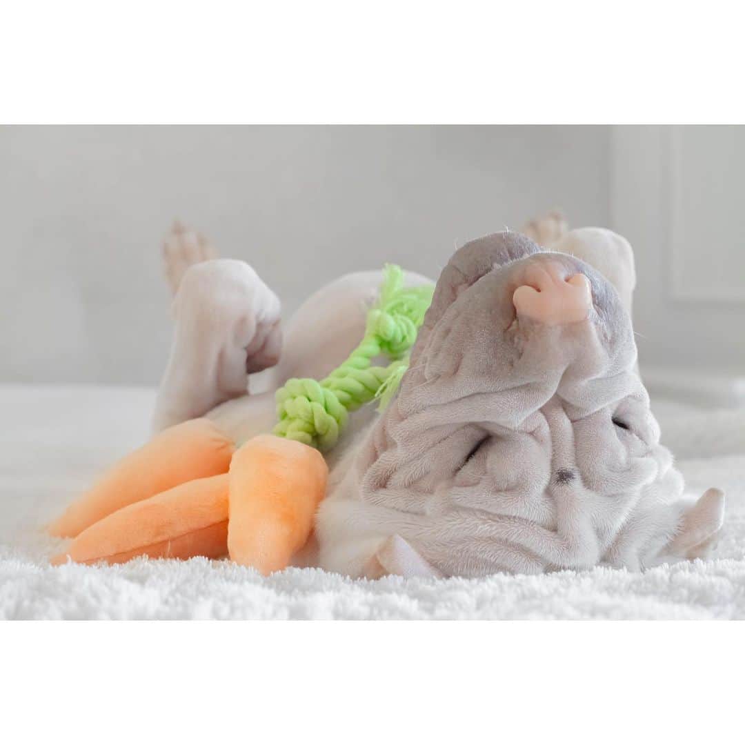 のインスタグラム：「Not only does Mr. McGregor grow the tastiest carrots in the neighbourhood he also likes to play chasies around his garden. I fink I’ll go back tomorrow 🥕 #goodday #popped #lambington #sharpei #sharpeisofinstagram #sharpeisoftheworld #wrinkles #easter #carrots #squishyfacecrew #sleepy #dog #dogs #ilovemydog #dogsofinstagram #barked #dogtoy #instagood #weeklyfluff #instadaily #dogoftheday #iloveyoutothemoonandback」