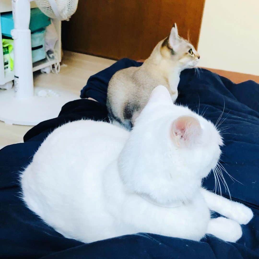 水谷さるころのインスタグラム：「旅もいいけど、自宅の布団サイコーでもある。今日は猫ズと寝られる幸せを噛み締めて起きた。離れてみて、チェル太にすでに家族として信頼されてるんだなーと感じた。　#おファルにゃん　#おチェルにゃん」