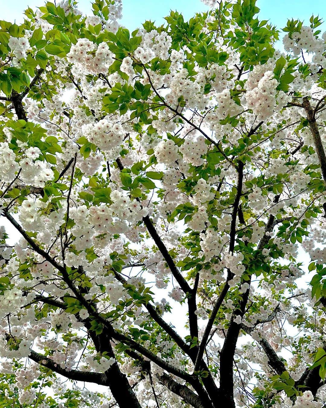 林家あずみさんのインスタグラム写真 - (林家あずみInstagram)「葉桜も好きぃ☺️💕 桜の薄いピンクと葉の鮮やかな緑のが綺麗で最高✨  #桜 #葉桜 #林家あずみ」4月4日 12時09分 - kurohime424