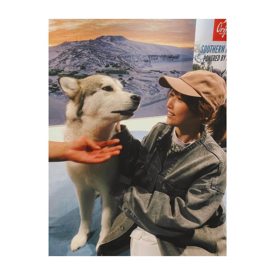 五十嵐裕美さんのインスタグラム写真 - (五十嵐裕美Instagram)「クライストチャーチの国際南極センターにいるハスキーちゃん。 大変美人な子でしたが、この子は女王様なのって言われてました。日によっている子は違うみたいですが癒されました。 保護されてるブルーペンギンちゃんたちも愛らしかった。 #internationalantarcticcentre」4月4日 12時02分 - hiromi_ig