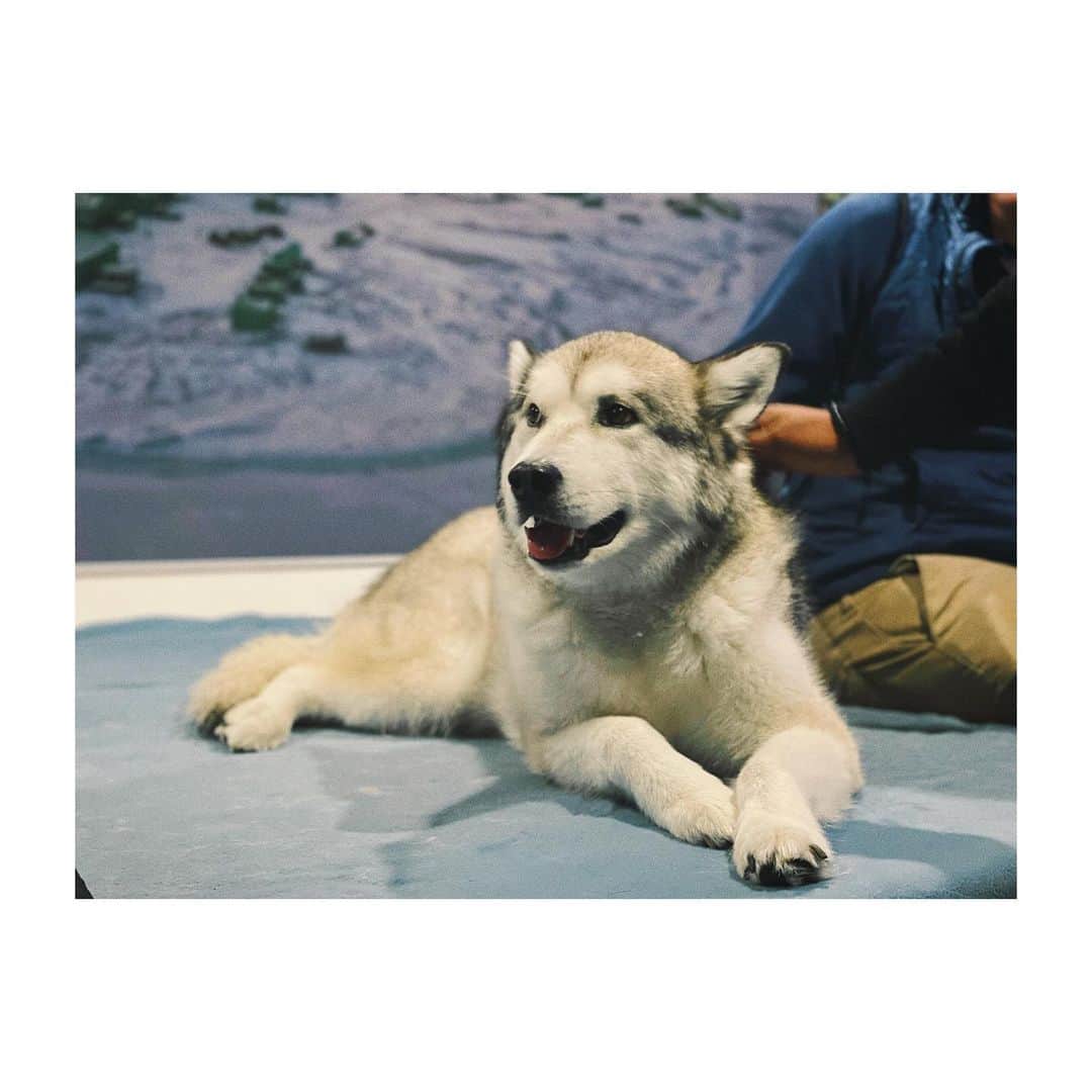 五十嵐裕美さんのインスタグラム写真 - (五十嵐裕美Instagram)「クライストチャーチの国際南極センターにいるハスキーちゃん。 大変美人な子でしたが、この子は女王様なのって言われてました。日によっている子は違うみたいですが癒されました。 保護されてるブルーペンギンちゃんたちも愛らしかった。 #internationalantarcticcentre」4月4日 12時02分 - hiromi_ig