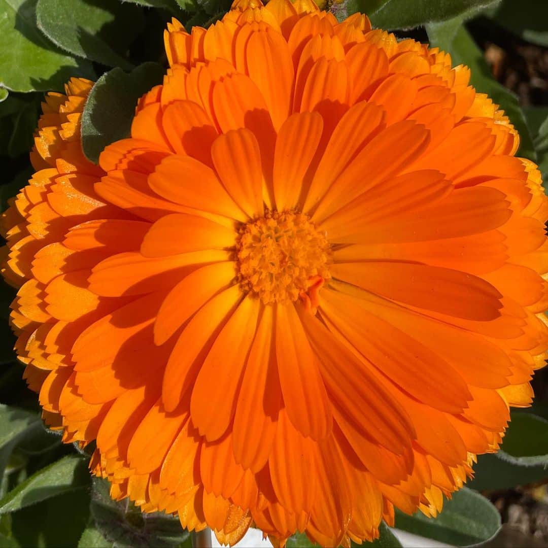 松本優のインスタグラム：「こんなお花のようにパワフルで美しくなりたい今日この頃です  ※オレンジ色に最近目がいく」