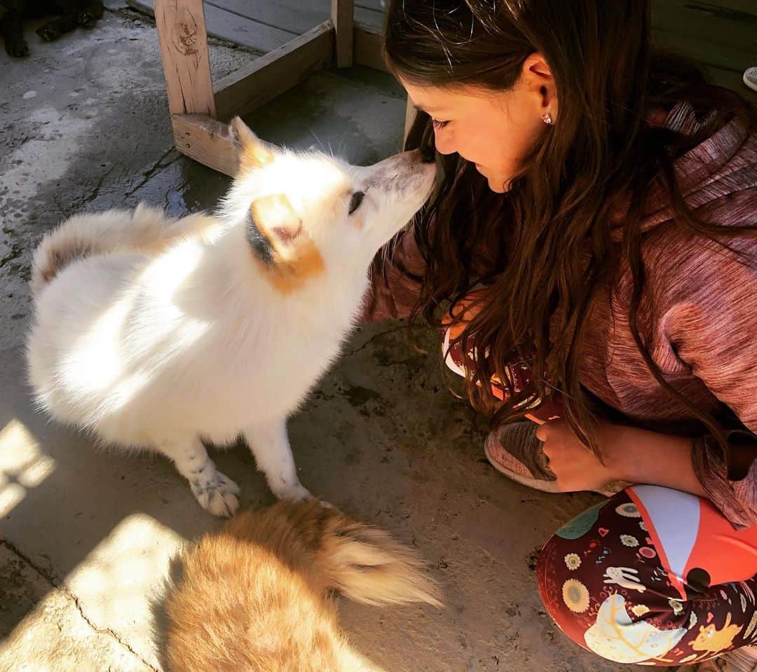 Rylaiのインスタグラム：「Bringing joy… maybe the solution is connecting…. Bonding…. Being…. Let the healing power of nature bring joy and heal your soul. Maybe the solution is really that simple…. Maybe the path to peace, the therapy, the panacea, the medicine is simply- connection and the vehicle is through the canid human bond….. maybe these special animals can help you find peace and feel love, and experience joy…. Maybe in those moments we allow hope to build… and that hope drives us to find more connection, the thirst for our primal need to feel loved, secure, included, worthy, and seen - can first be discovered in our connection with these animals and maybe overtime we realize all those things are found within us…. Maybe the solution is that simple…. Maybe . . #maybe #love #bond #connection #secure #joy #foxes #jabcecc #healing #healingpath #animalencounters #sandiego #canids」