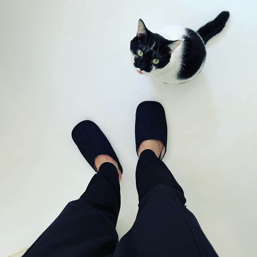 浅田信一のインスタグラム：「「にゃー。」🐈」