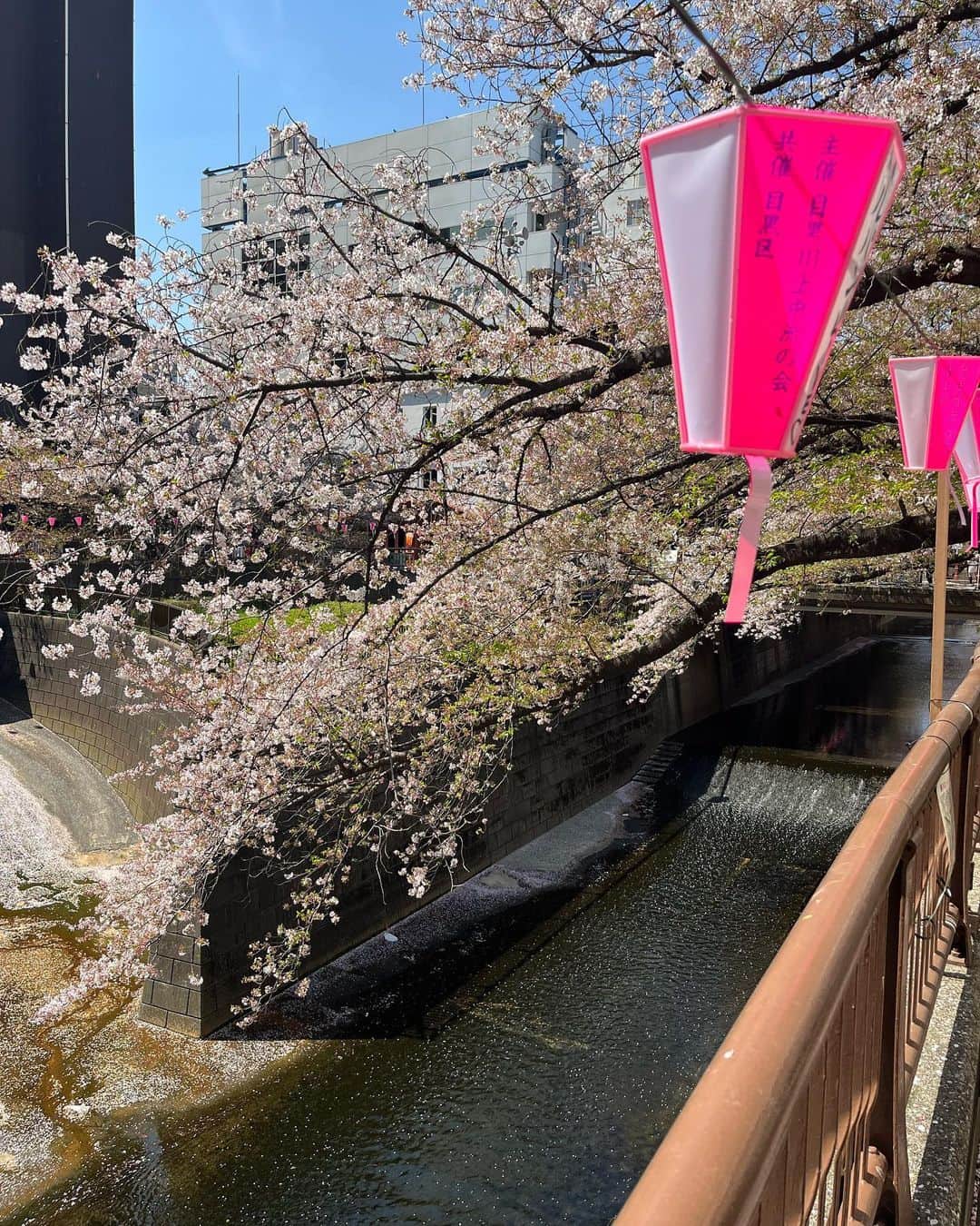 やまだひさしさんのインスタグラム写真 - (やまだひさしInstagram)「桜散歩 #やまだひさし #日本 #春 #花見」4月4日 12時49分 - yamadamic