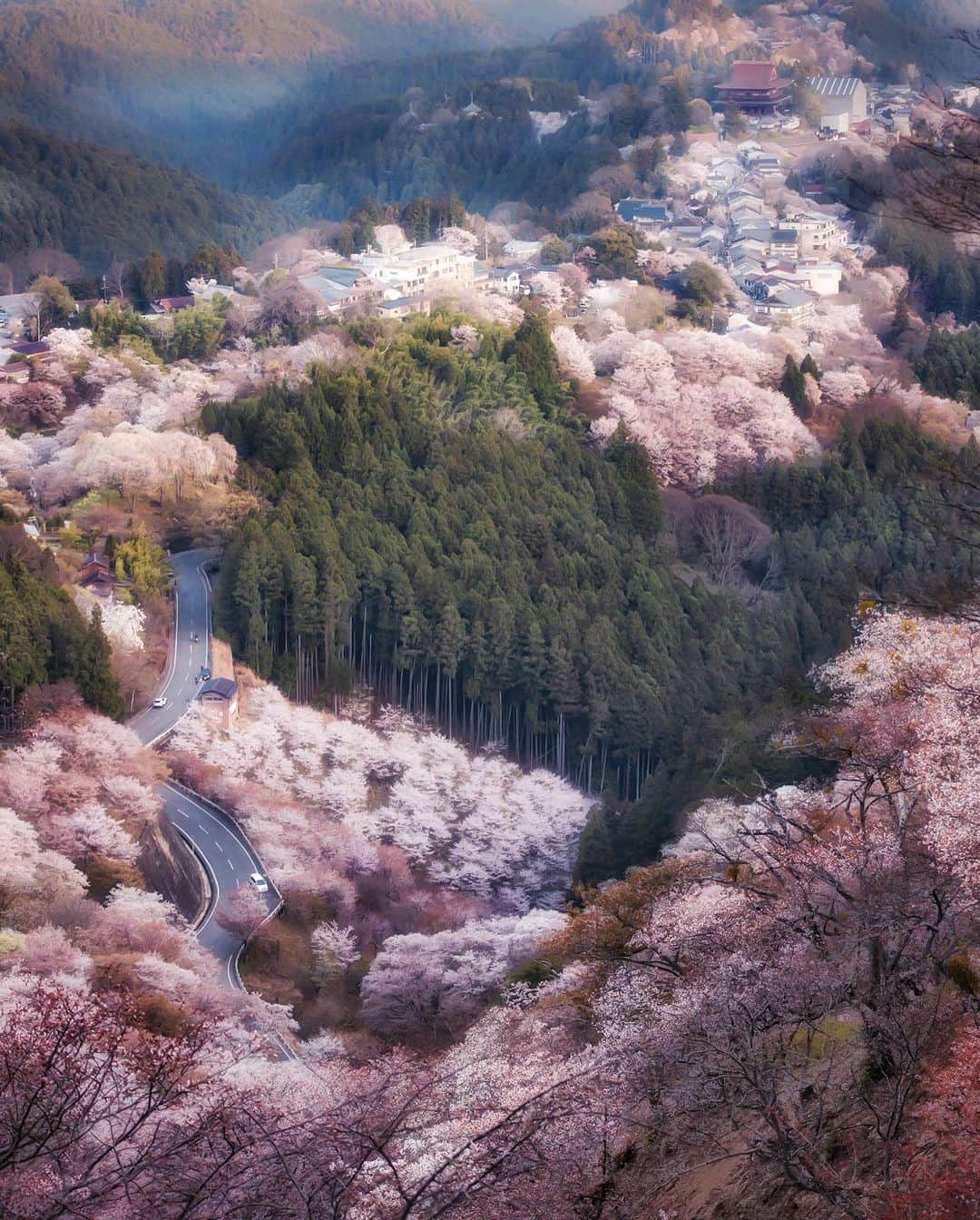 ピーチ・アビエーションさんのインスタグラム写真 - (ピーチ・アビエーションInstagram)「4月上旬から見頃をむかえる👀 世界遺産 #吉野山 で見る神秘的な桜の風景🌸  吉野山には、約200種類3万本の桜が密集しており、その景色は 「一目で千本の桜が見えるほど密集している」という意味で「一目千本(ひとめせんぼん)」といわれるほど圧巻！🌸🌸🌸  麓の下千本から徒歩約1時間半かけてたどり着く奥千本まで4つのエリアに分かれており、それぞれ見頃や景色が変わります✨  標高差があることで、約1ヶ月間桜を楽しむことができるのもうれしいポイントです。🙌さらに各所では吉野の食材が味わえる飲食店も多く建ち並んでいます。くず餅やくずきり、柿の葉寿司など、桜見物の途中で立ち寄るのもいいですね🍽 日本全国の中でも、ここまで広範囲で桜を楽しめる場所は多くなく、長い間桜を楽しめるのは吉野山ならではの魅力だと言えます😊  . . . . . . . . . . . . . . . . . . . . . . . . . . . . . . . . . . . ▶Photo by： @dream88theater OOKINI!! ▶Place： #奈良　 ▶見頃：4月上旬～下旬 . . . . . . . . . . . . . . . . . . . . . . . . . . . . . . . . . . . . Peachでは各就航地で撮影された皆さまのお写真をInstagramでご紹介させていただいています。 #fly_peach をつけて投稿してください✨  #奈良観光 #奈良旅行 #奈良観光スポット #奈良好き #国内旅行 #奈良好きな人と繋がりたい #peachaviation #nara #naratrip #ig_japan #japantrip #japan_of_insta #lcc #bestphoto_japan #instagood #yoshinoyama #cherryblossom」4月4日 18時30分 - flypeach