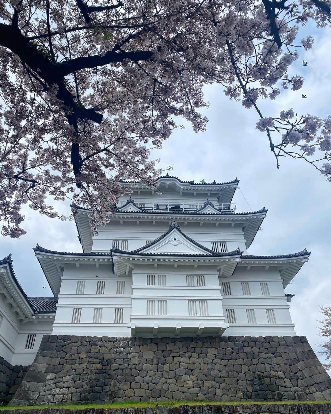 ayuのインスタグラム：「🌸🏯 今年も桜のソフトクリームを食べに🍦🩷やっぱり1番好き！」