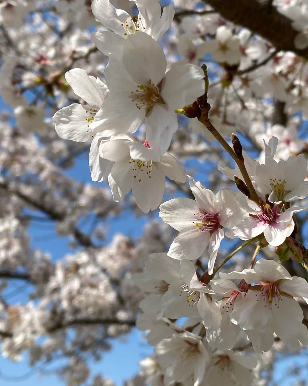 十碧れいやさんのインスタグラム写真 - (十碧れいやInstagram)「.  桜はもう見納めかなと思っていたのですが満開の桜また見れたぁぁ🌸  @miyu_sorano  ちゃんに ポーズ指導してもらって🤤🌸  風が吹くと花びらがまって、 綺麗〜という思いと、 散ってしまうーという思いが同時にうまれる🥺  #春 #桜 #桜スポット #さくら #美しい #お花見 #見納め」4月4日 13時19分 - reiya_toa