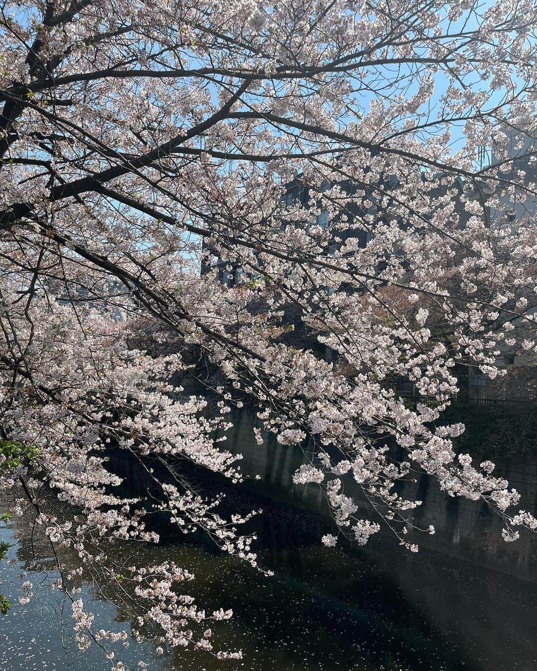 やまだひさしさんのインスタグラム写真 - (やまだひさしInstagram)「東京で桜観るならここが好き。 北海道なら五稜郭。 今年は函館で観るのは難しそうだからなんとか間に合ってよかった。 おかげでたくさん歩けそうw #やまだひさし #ラジオ #DJ #花見 #桜」4月4日 13時16分 - yamadamic