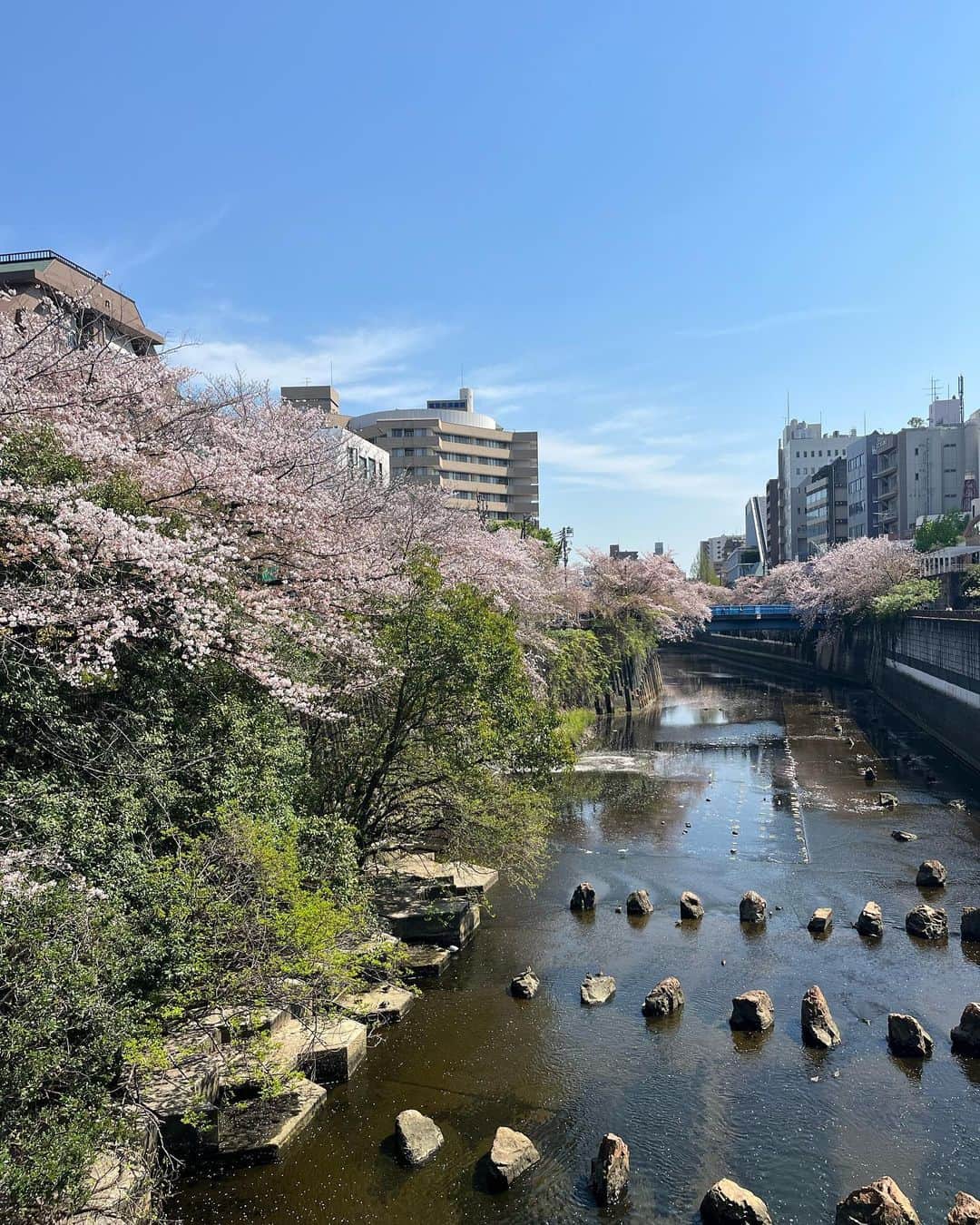 やまだひさしさんのインスタグラム写真 - (やまだひさしInstagram)「東京で桜観るならここが好き。 北海道なら五稜郭。 今年は函館で観るのは難しそうだからなんとか間に合ってよかった。 おかげでたくさん歩けそうw #やまだひさし #ラジオ #DJ #花見 #桜」4月4日 13時16分 - yamadamic