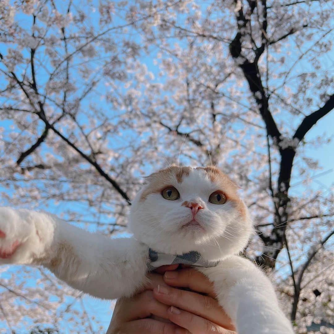 のんたのインスタグラム：「#のんちゃんと桜を見たよ 🌸 去年と同じ桜の木の下で記念撮影 また来年も再来年ものんちゃんとお花見を楽しめますように😊」