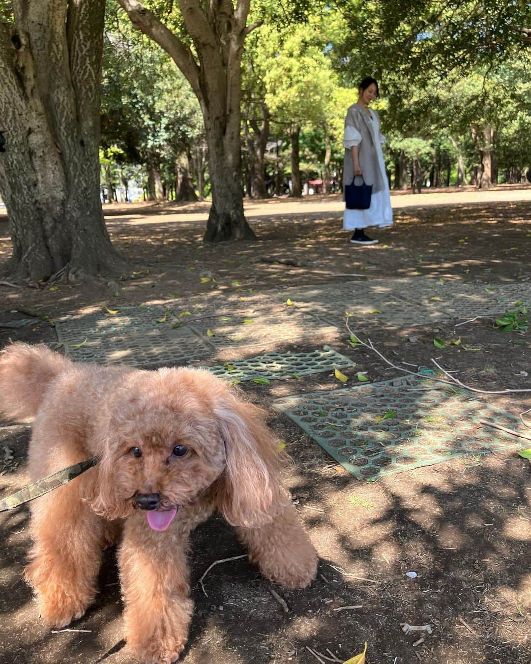 植田早紀さんのインスタグラム写真 - (植田早紀Instagram)「今日はある撮影で、パセリとショパンをモデルに起用していただきました♥︎ 青空の中、みなさんに可愛がっていただきながら、よく頑張りました🐾 素敵な写真がたくさん撮れていたので、出来上がりが楽しみです♥︎ とても素敵な撮影をありがとうございました♥︎  #モデル犬 #パセリとショパン #にこにこ笑顔 で頑張りました #リトルモンスター  #トイプードル  #撮影 #代々木公園」4月4日 13時40分 - sakipersil