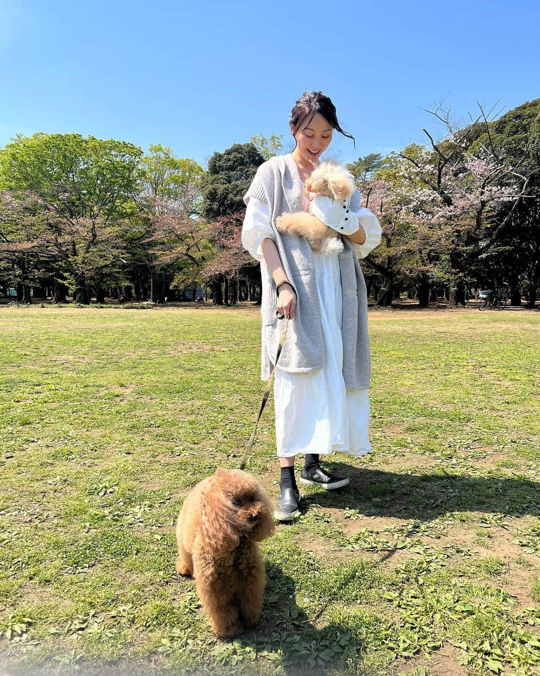 植田早紀のインスタグラム：「今日はある撮影で、パセリとショパンをモデルに起用していただきました♥︎ 青空の中、みなさんに可愛がっていただきながら、よく頑張りました🐾 素敵な写真がたくさん撮れていたので、出来上がりが楽しみです♥︎ とても素敵な撮影をありがとうございました♥︎  #モデル犬 #パセリとショパン #にこにこ笑顔 で頑張りました #リトルモンスター  #トイプードル  #撮影 #代々木公園」