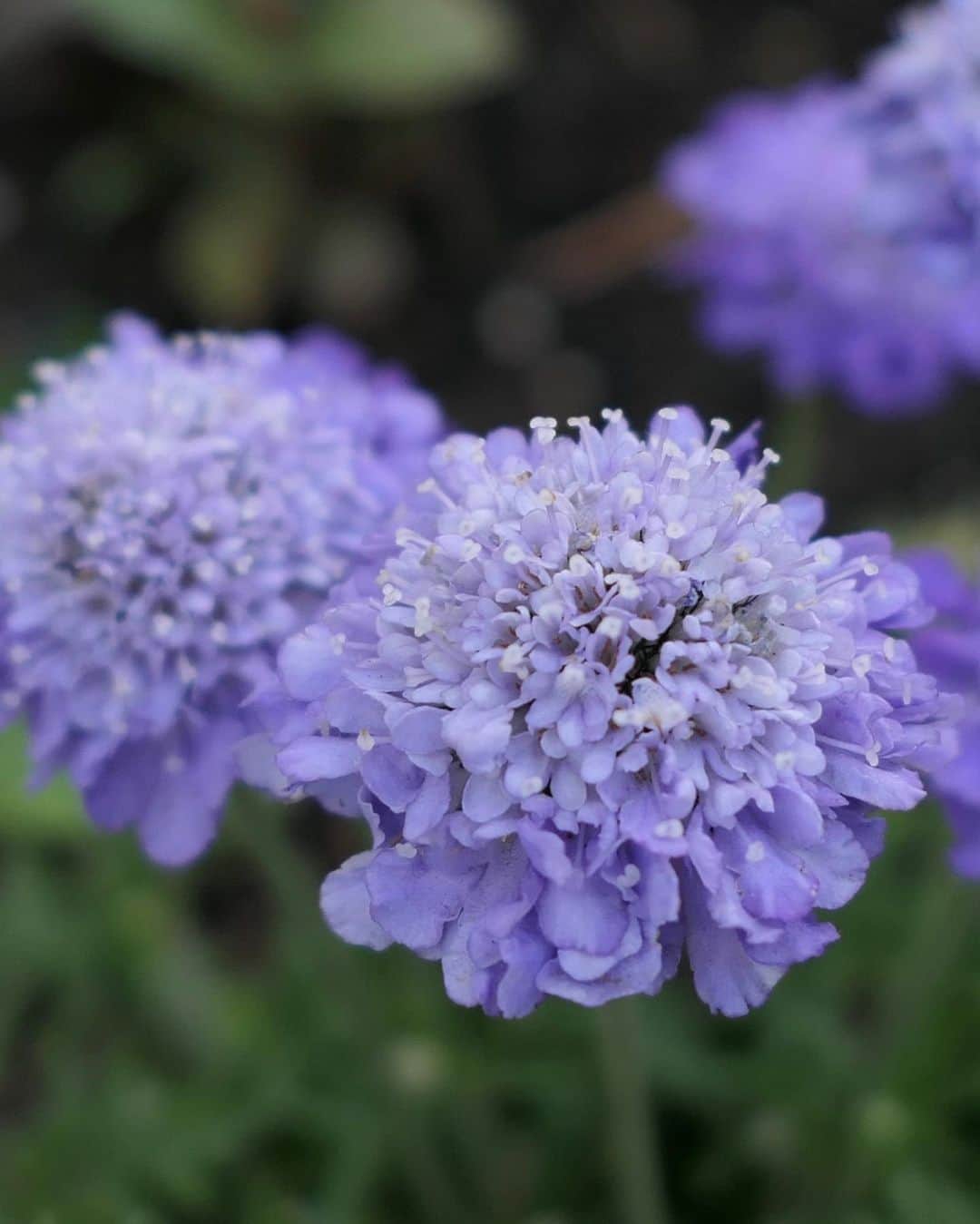 のインスタグラム：「路端で見つけた花💜」