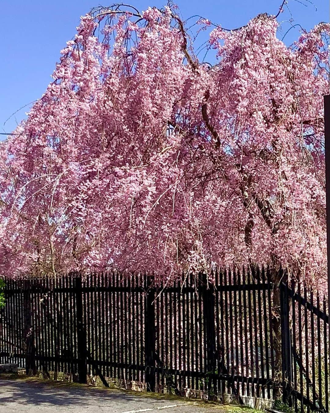 大人の隠れ家 箱根 別邸今宵さんのインスタグラム写真 - (大人の隠れ家 箱根 別邸今宵Instagram)「【桜満開】 こんにちは。別邸今宵で御座います。  強羅も過ごし易い季節となりました。 当館の桜は只今満開🌸🌸となっております。 隣接する強羅公園の枝垂れ桜も見頃を迎えております。  別邸今宵へお越しの際には是非お愉しみ下さいませ。  ――――――――――――――――― 別邸今宵 〒250-0408 　神奈川県足柄下郡箱根町強羅1300-658 　お電話でのご予約・お問い合わせ 　0570-009-444(10:00～19:00) 公式ホームページ https://www.hakone-koyoi.jp/ ――――――――――――――――― #別邸今宵 #箱根温泉 #露天風呂#貸切ジャグジー #岩盤浴 #記念日#大人の宿#一人旅 #桜」4月4日 14時32分 - hakone_koyoi