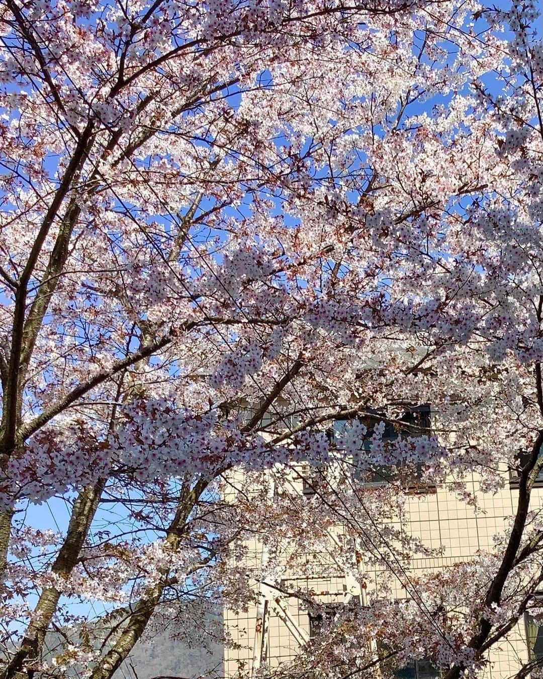 大人の隠れ家 箱根 別邸今宵のインスタグラム：「【桜満開】 こんにちは。別邸今宵で御座います。  強羅も過ごし易い季節となりました。 当館の桜は只今満開🌸🌸となっております。 隣接する強羅公園の枝垂れ桜も見頃を迎えております。  別邸今宵へお越しの際には是非お愉しみ下さいませ。  ――――――――――――――――― 別邸今宵 〒250-0408 　神奈川県足柄下郡箱根町強羅1300-658 　お電話でのご予約・お問い合わせ 　0570-009-444(10:00～19:00) 公式ホームページ https://www.hakone-koyoi.jp/ ――――――――――――――――― #別邸今宵 #箱根温泉 #露天風呂#貸切ジャグジー #岩盤浴 #記念日#大人の宿#一人旅 #桜」