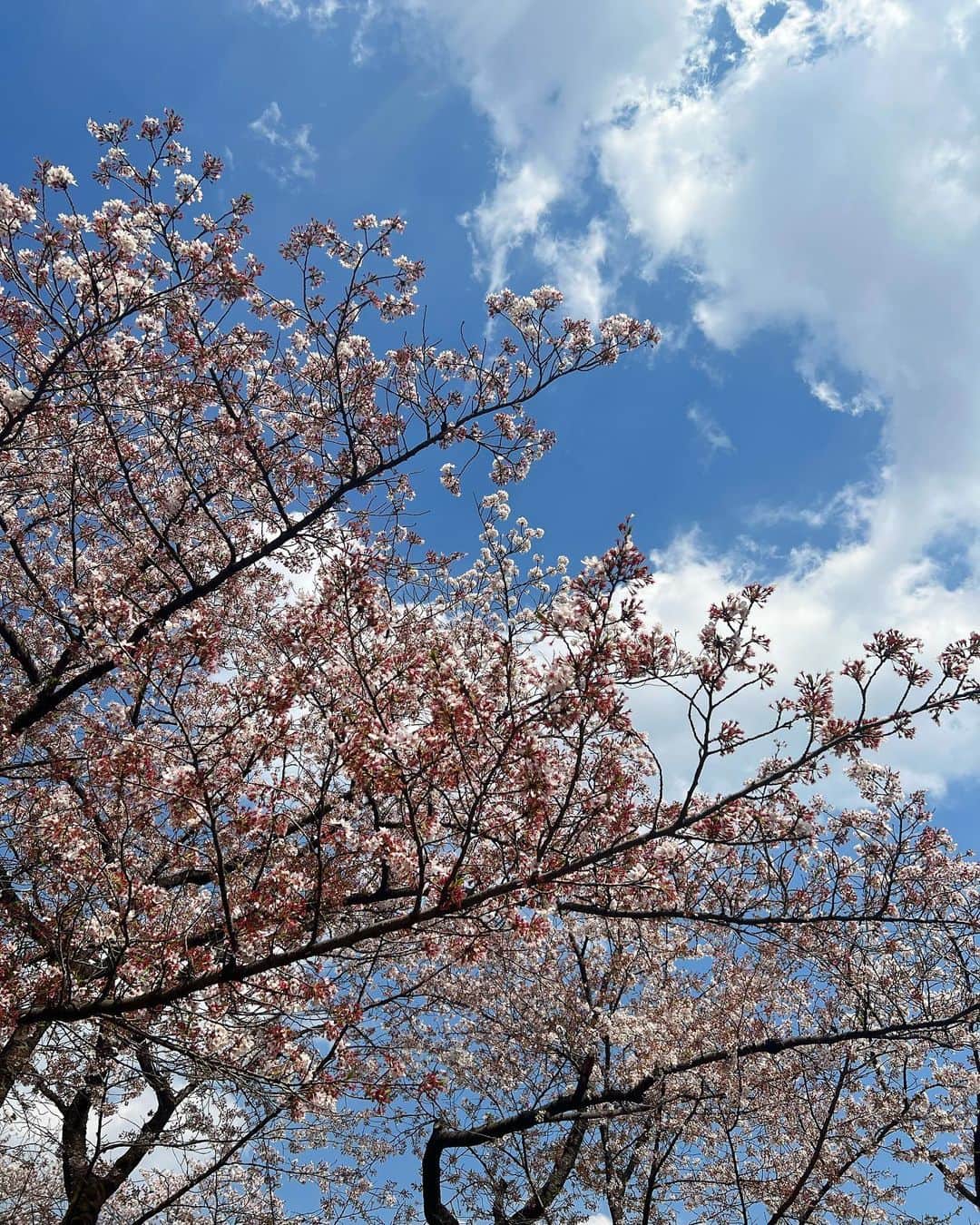 矢吹世奈のインスタグラム：「🌸 東京に来て5年。 先日初めて、代々木公園に行きました。  代々木公園の桜なのか 分からない写真ですが。笑」