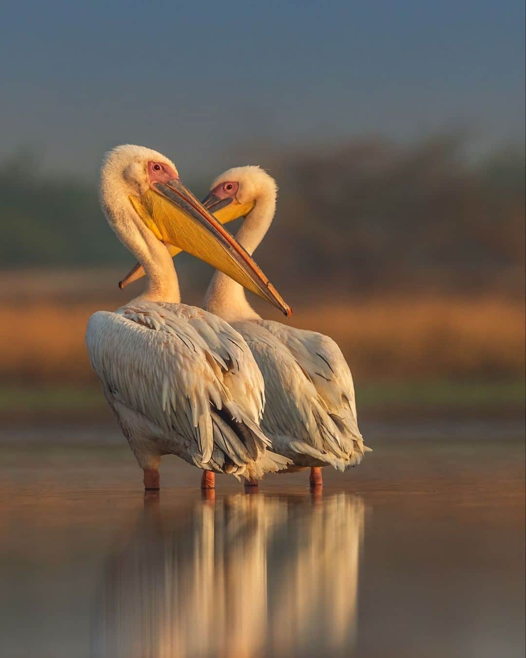 Canon Asiaのインスタグラム：「Regardless of the type, a bird's plumage is always a sight to behold. There's something intrinsically pleasing about observing rows upon rows of neatly arranged feathers, regardless of whether they present as various hues or simple monochromes. @inderajitsingh uses the bokeh effect to further emphasise this, softening the background to allow the foreground to command more attention through contrast.⁣ -⁣ 📷 Image by @inderajitsingh on Canon EOS 5D Mark IV | EF500mm f/4L IS II USM + 1.4x III | 700mm | f/8 | ISO 400 | 1/2000s⁣ ⁣ Got a stunning shot you're proud of? Tag them with #canonasia or submit them on My Canon Story, link in bio!⁣ -⁣ #TeamCanon #CanonAsia #CanonPhotography #CanonPhoto #CanonImages #CanonLens #CanonColourScience #PhotoOfTheDay #IAmCanon #ThePhotoHour #BirdPhotography #WildlifePhotography」