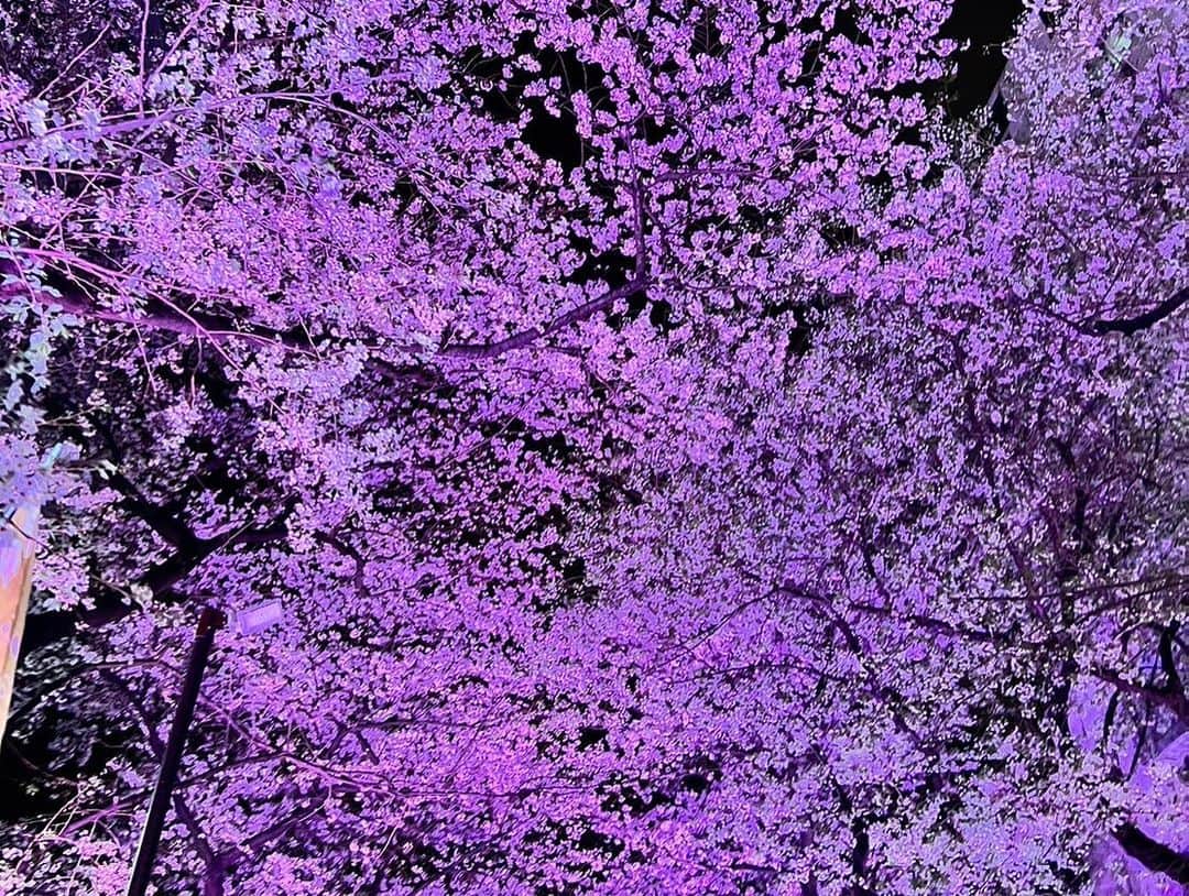 中西智代梨さんのインスタグラム写真 - (中西智代梨Instagram)「🌸🌸🌸  通りかかったら桜満開だった🌸」4月4日 14時50分 - sukiyaki_daisuki512