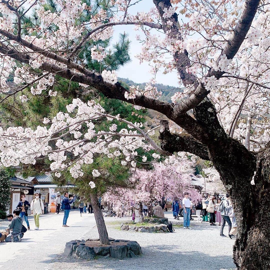 SPARAさんのインスタグラム写真 - (SPARAInstagram)「嵐山へ。 ちょうど桜が満開の時期に見事にマッチしてくれたからいつも以上に景色が楽しめた旅行になりました♡ #京都旅行#京都嵐山#嵐山観光#嵐山の桜#桜の季節#嵐山#嵐山駅」4月4日 15時03分 - spara_aco