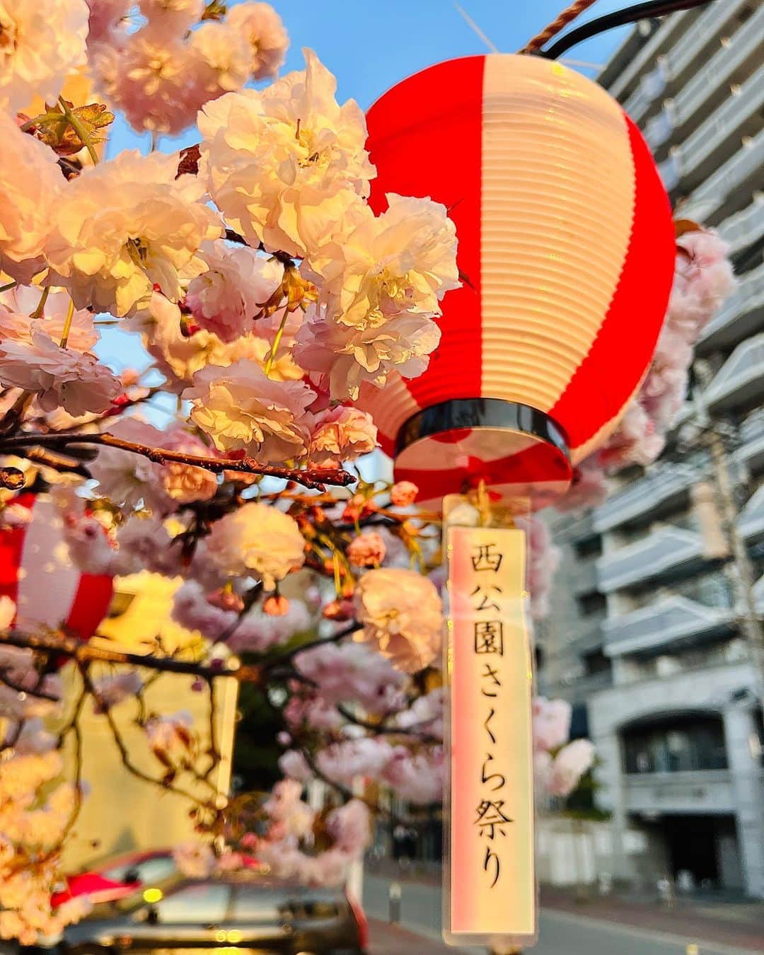 ToriChyanChannelさんのインスタグラム写真 - (ToriChyanChannelInstagram)「Голубое небо и розовые облака сакура в парке Nishi Park в Фукуоке 🌸  Сакура любима японцами не только за красоту, но и за свою мимолетность.  Цветение длится всего 2 недели в конце марта, но из-за дождей может быть еще короче.  И действительно, если бы сакура цвела круглый год, никто бы не спешил на пикник под ее цветущими ветвями, ведь «можно и завтра».   #fukuoka #japan」4月4日 15時11分 - viktorichyan