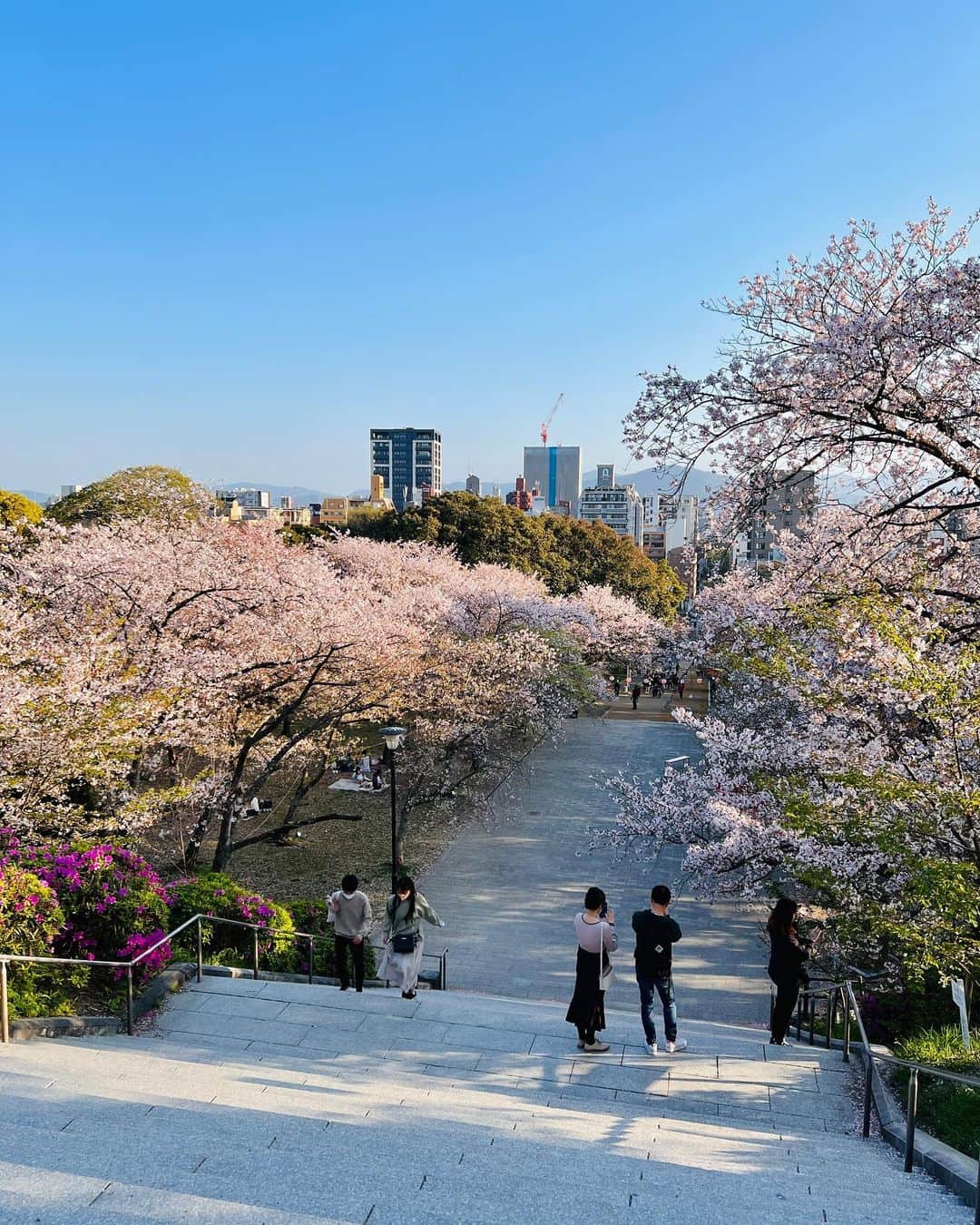 ToriChyanChannelのインスタグラム：「Голубое небо и розовые облака сакура в парке Nishi Park в Фукуоке 🌸  Сакура любима японцами не только за красоту, но и за свою мимолетность.  Цветение длится всего 2 недели в конце марта, но из-за дождей может быть еще короче.  И действительно, если бы сакура цвела круглый год, никто бы не спешил на пикник под ее цветущими ветвями, ведь «можно и завтра».   #fukuoka #japan」