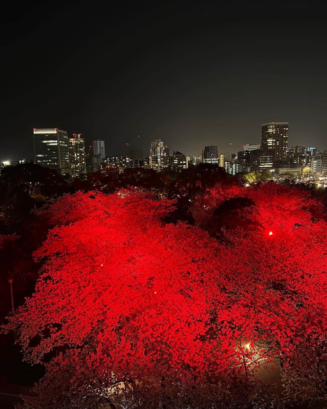 ToriChyanChannelさんのインスタグラム写真 - (ToriChyanChannelInstagram)「夜桜まとめ Ночная сакура 🌙🌸  Кто сказал, что цветением сакуры можно наслаждаться только днем?  Любование сакурой ночью с разнообразной подсветкой и световым шоу в Японии не менее популярно!   А какая сакура вам нравится больше? 🌒Или 🌞?  #fukuoka #japan」4月4日 15時21分 - viktorichyan