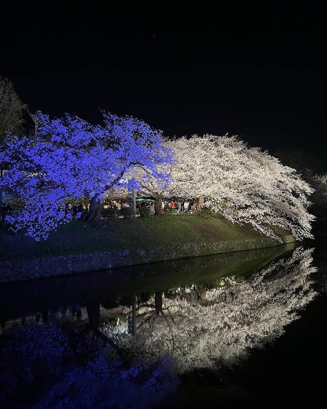 ToriChyanChannelさんのインスタグラム写真 - (ToriChyanChannelInstagram)「夜桜まとめ Ночная сакура 🌙🌸  Кто сказал, что цветением сакуры можно наслаждаться только днем?  Любование сакурой ночью с разнообразной подсветкой и световым шоу в Японии не менее популярно!   А какая сакура вам нравится больше? 🌒Или 🌞?  #fukuoka #japan」4月4日 15時21分 - viktorichyan