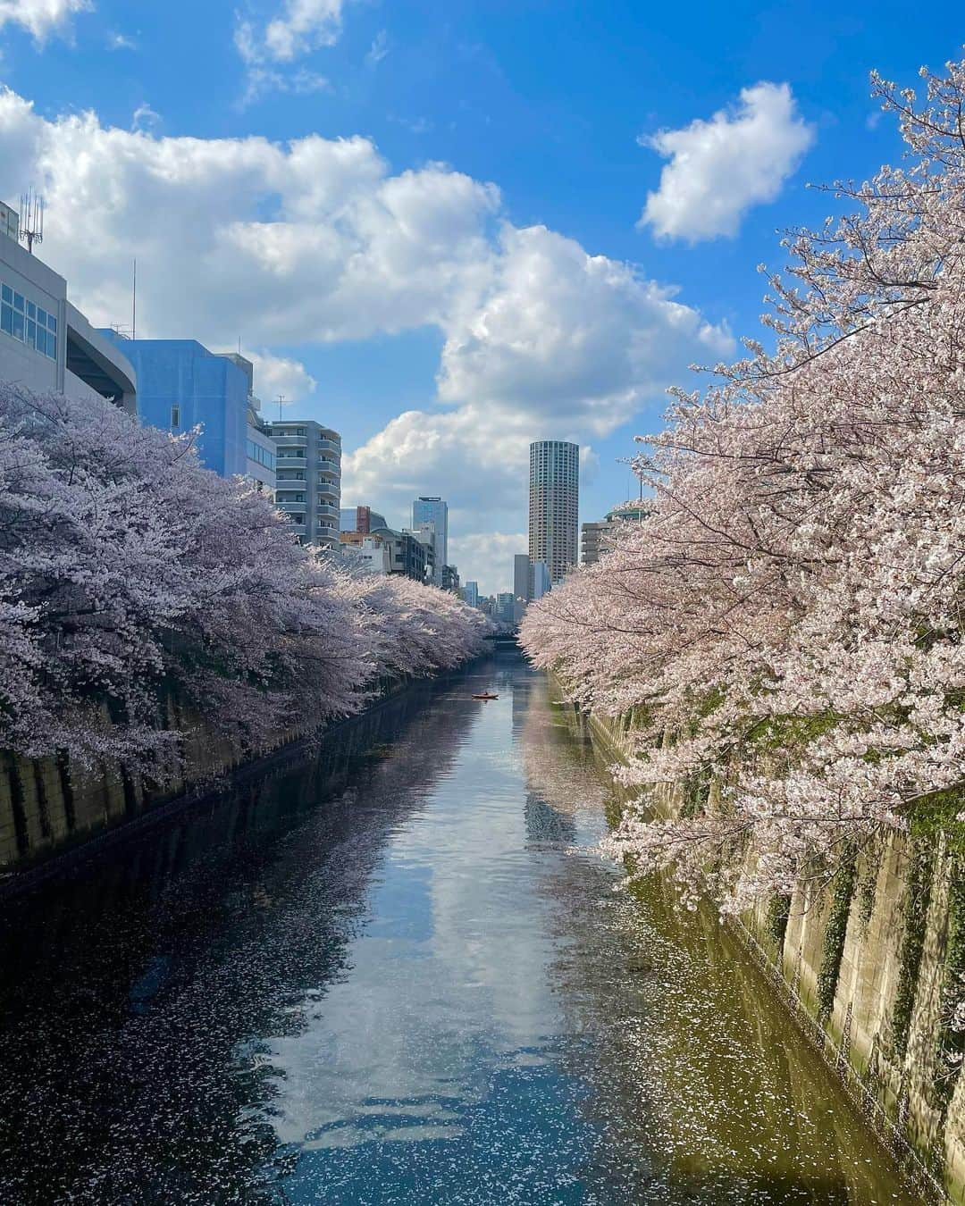 みかほさんのインスタグラム写真 - (みかほInstagram)「中目黒おさんぽ‎🌸   #中目黒桜  #中目黒駅  #目黒川  #目黒川の桜  #目黒川沿い  #桜スポット  #桜並木  #桜が好き  #桜🌸  𖤣𖥧𖥣｡𖤣𖥧𖥣｡𓂃𓂃𓂃𓂃𓂃𓂃𓂃𖥣｡𖤥𖥧𖥣⋆*    気軽に𝙵𝚘𝚕𝚕𝚘𝚠 してね🤍  @mikahogram    いいね・コメント・保存   本当に嬉しいです🤍🕊 いつもありがとうございます⸜🌷︎⸝‍  𖤣𖥧𖥣｡𖤣𖥧𖥣｡𓂃𓂃𓂃𓂃𓂃𓂃𓂃𖥣｡𖤥𖥧𖥣⋆*」4月4日 15時27分 - mikahogram