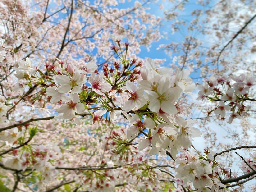 長江里加さんのインスタグラム写真 - (長江里加Instagram)「お花見〜🌸その2」4月4日 15時38分 - o_rikachi_o