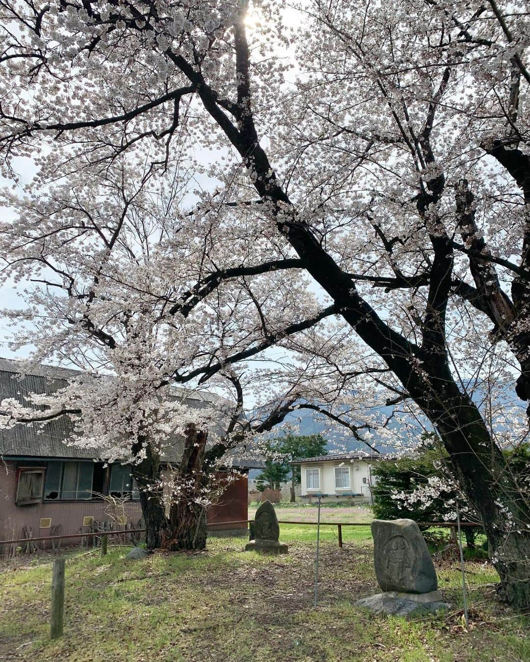 チックンとプーちゃんのふるさと? From Japan??のインスタグラム：「気持ち良い季節だね〜🌸 #安曇野#桜#道祖神#黒沢川#四月」