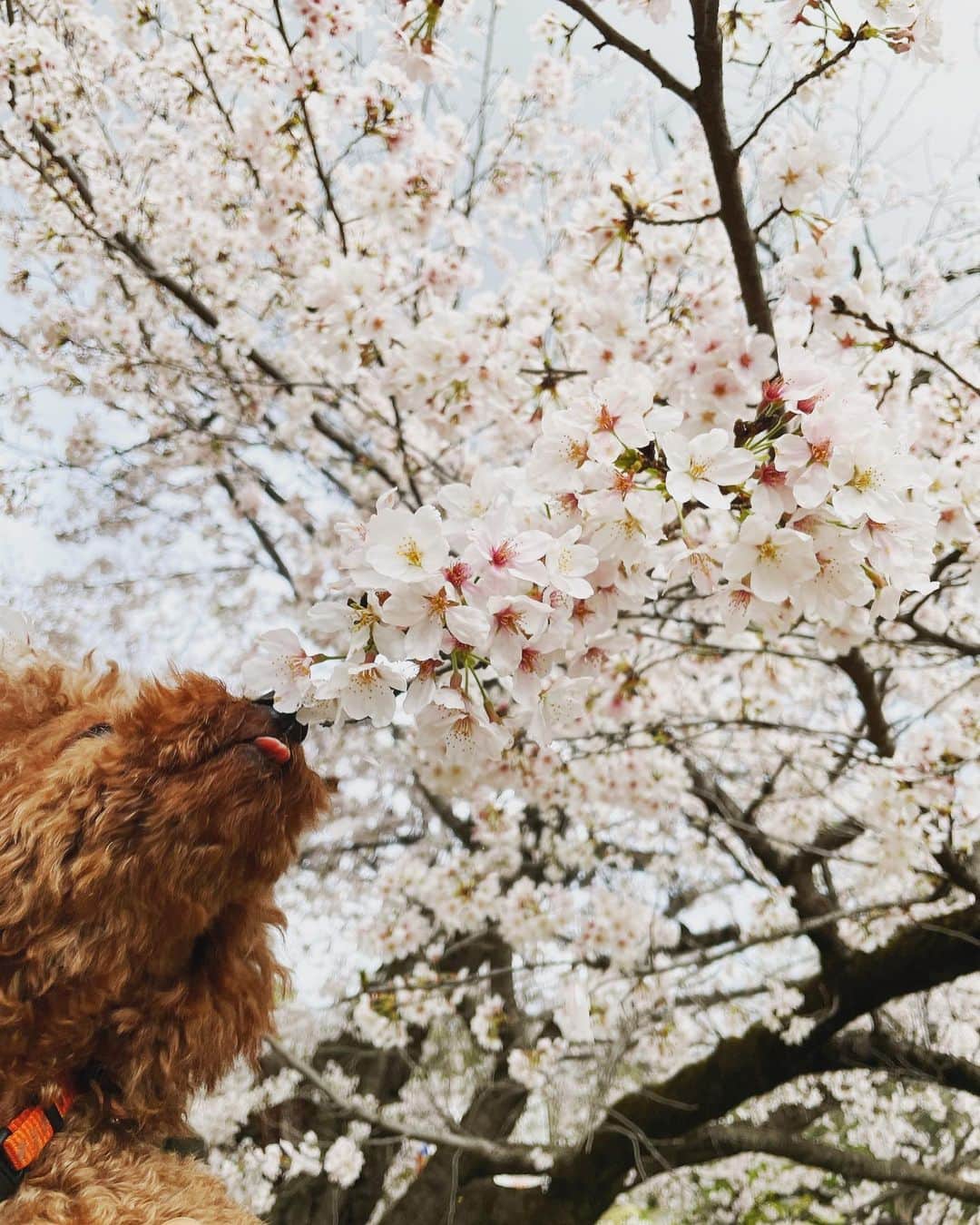 佐藤綾衣さんのインスタグラム写真 - (佐藤綾衣Instagram)「、 お花見😘🌸 本当に桜みただけや🤣   #お花見  #花見  #桜  #🌸」4月4日 15時41分 - ayagiii1130
