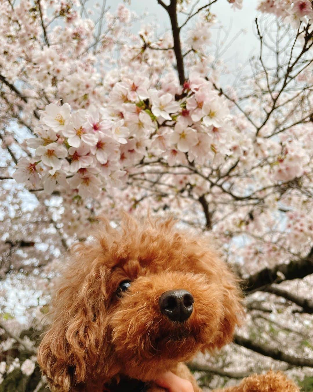 佐藤綾衣のインスタグラム：「、 お花見😘🌸 本当に桜みただけや🤣   #お花見  #花見  #桜  #🌸」